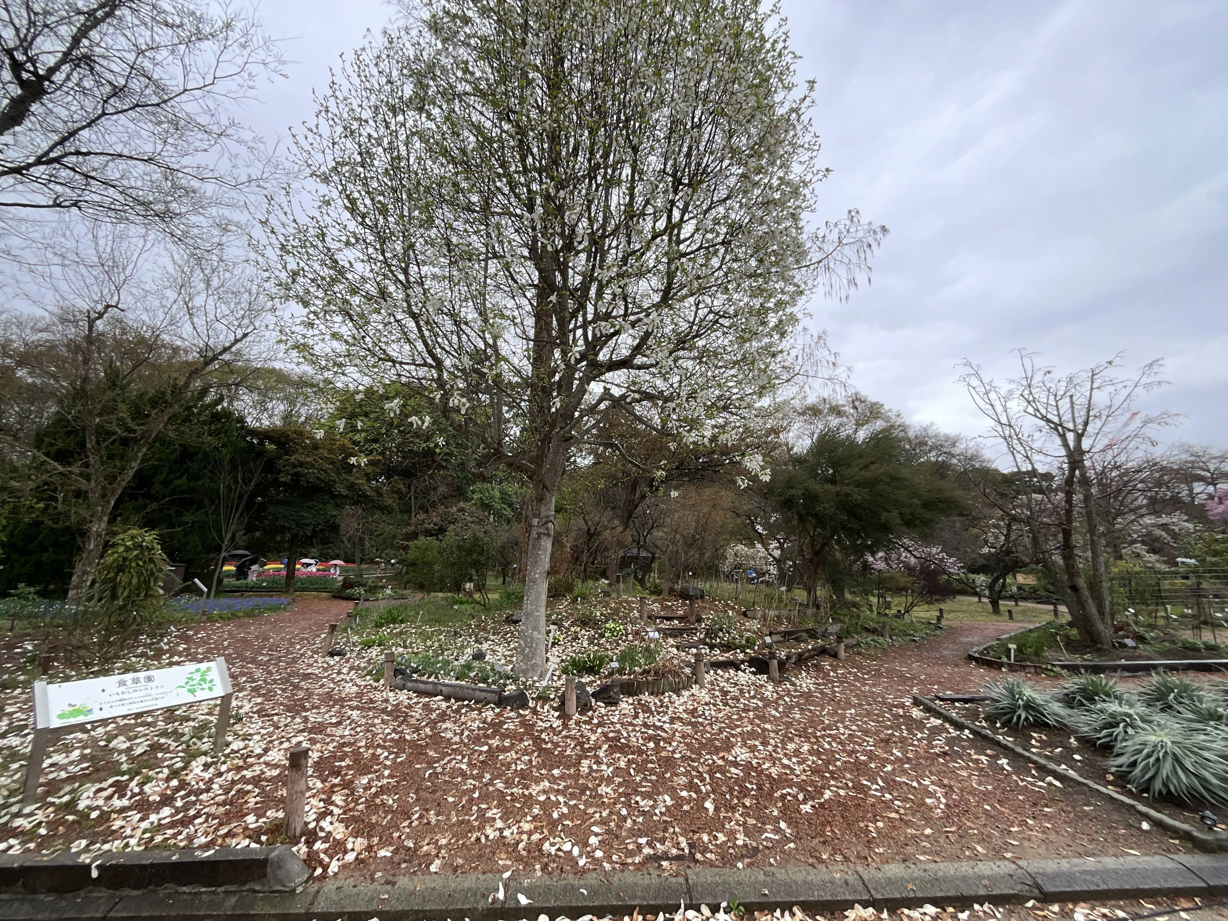 山採り　コブシ コブシ（京都府立植物園）No.52：2026年3月31日（火）｜藤井秀昭