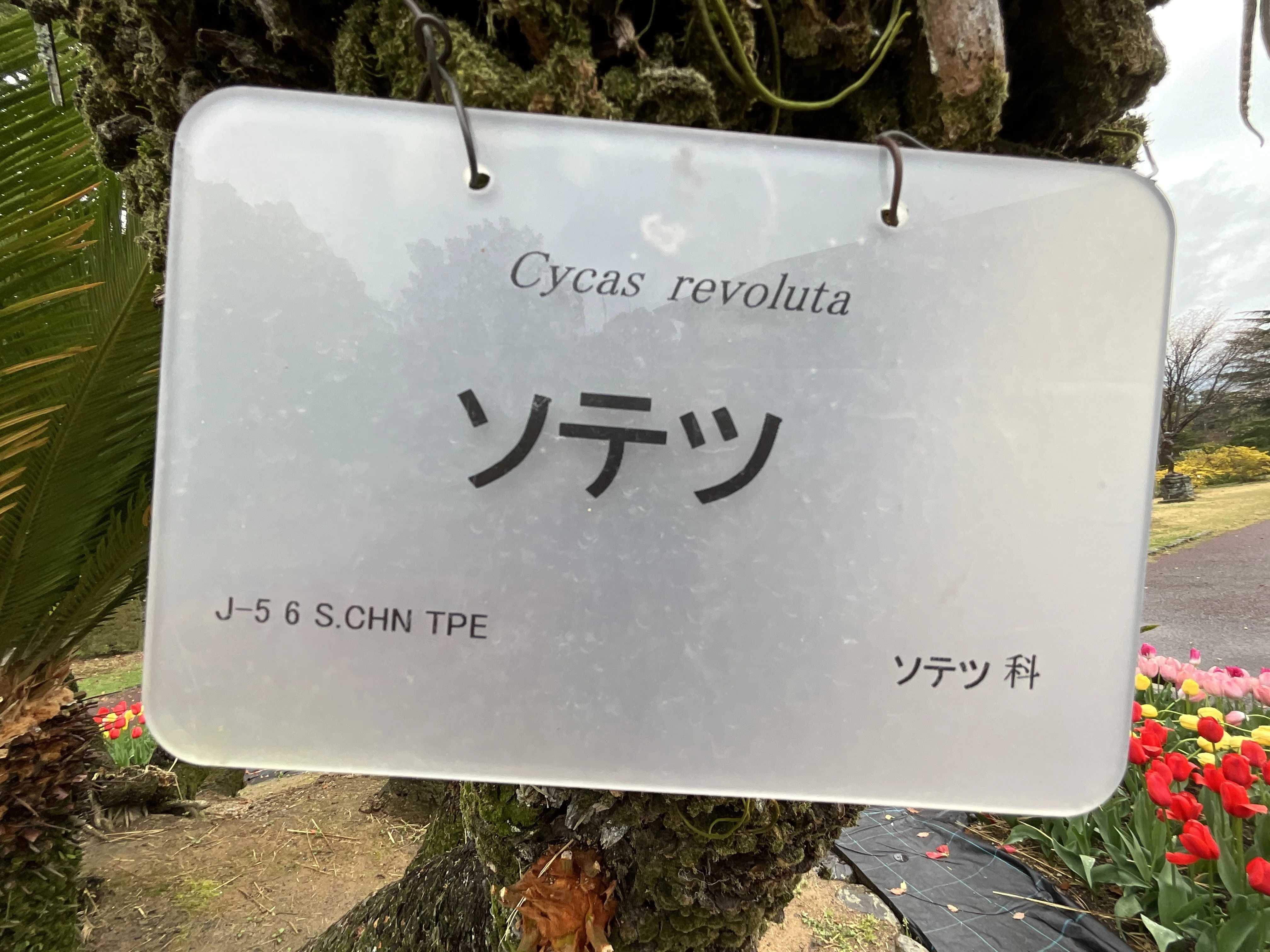ソテツ（京都府立植物園）No.73：2026年3月29日（日）｜藤井秀昭