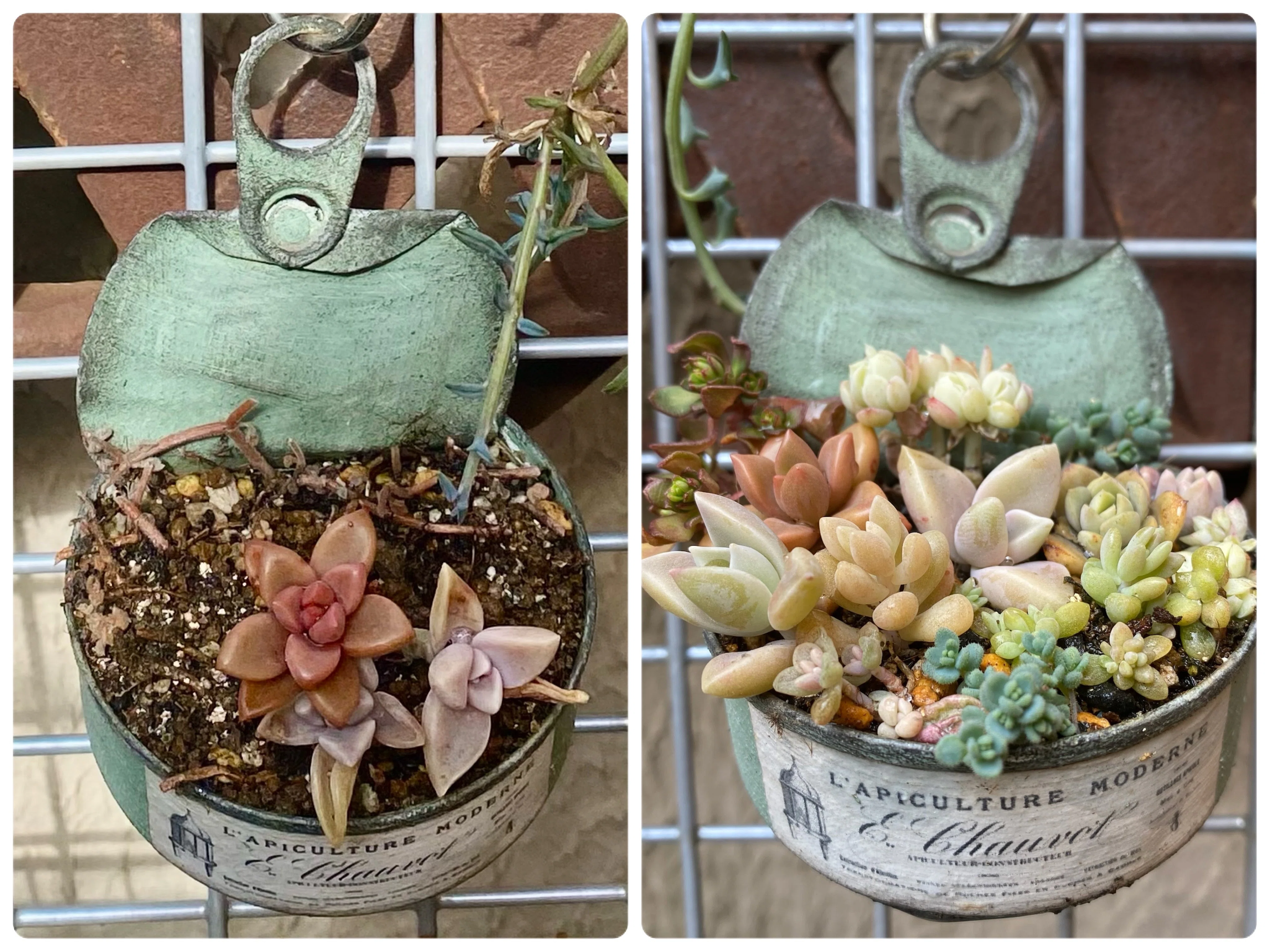 多肉植物】寄せ植えの仕立て直し｜ひろこ(# ˘ω˘ #)