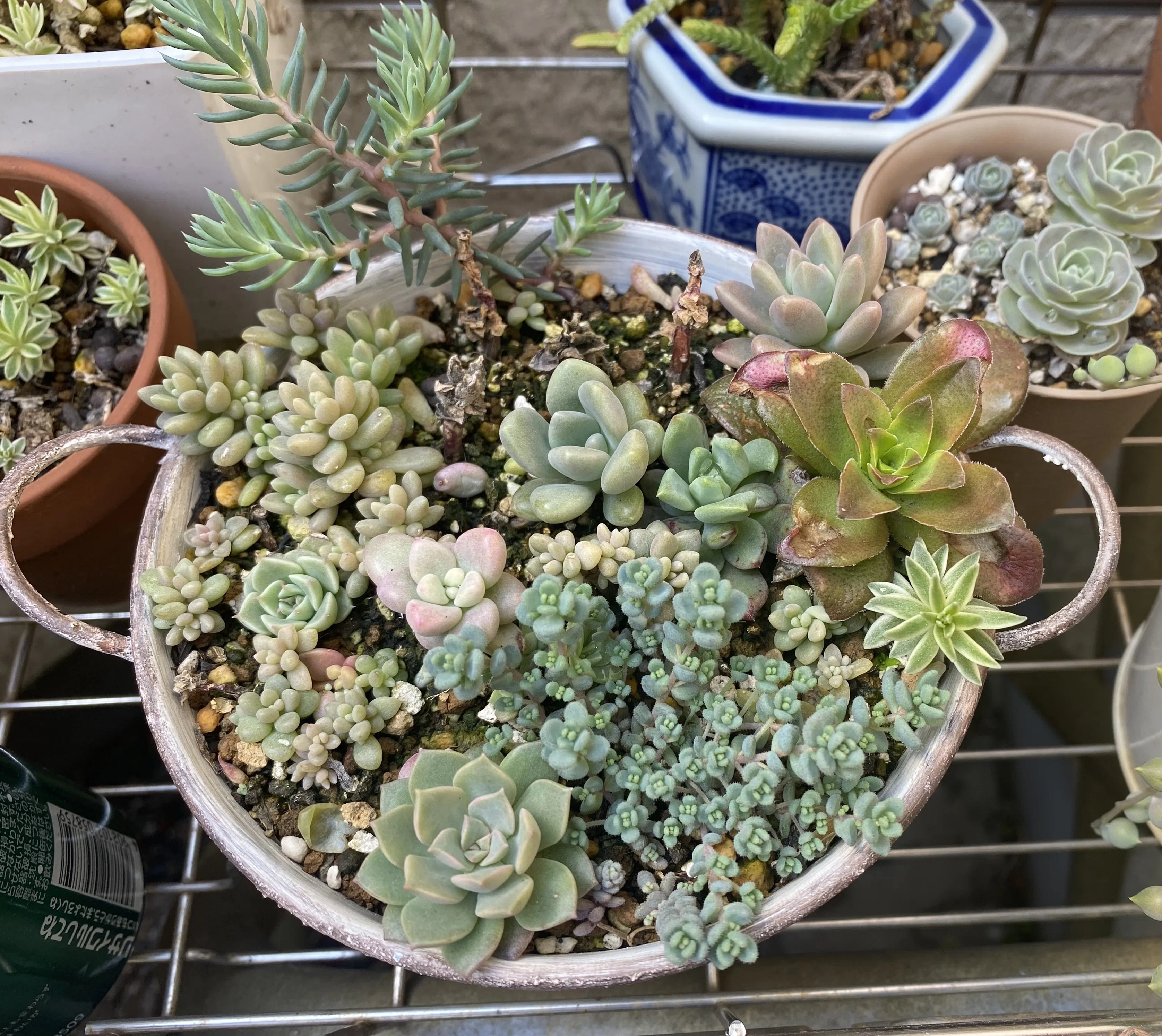 多肉植物】寄せ植えの仕立て直し｜ひろこ(# ˘ω˘ #)