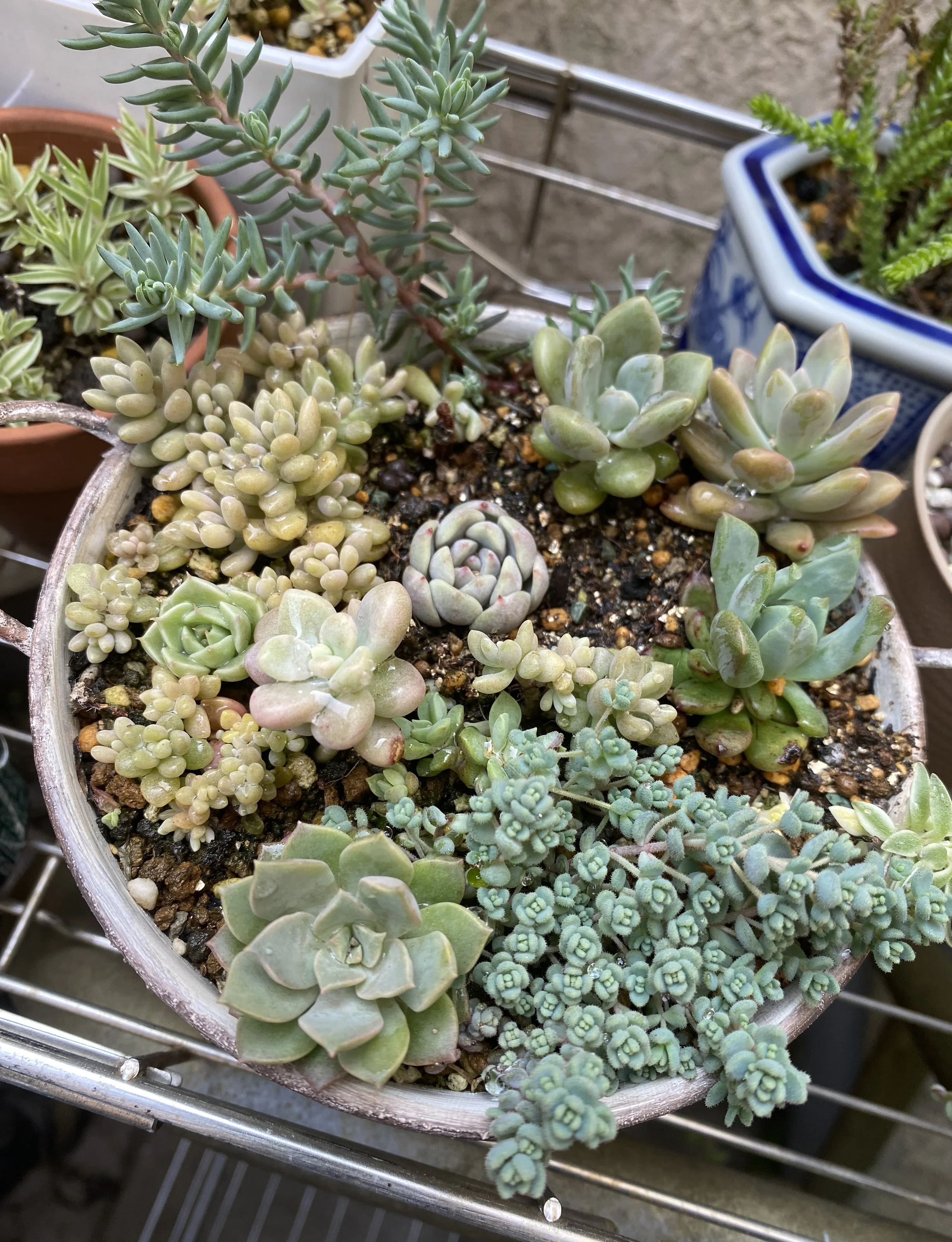 Top【選抜株】多肉植物　26169ゴールドルナ　12個　鉢無し/脱土 多肉植物】寄せ植えの仕立て直し｜ひろこ(# ˘ω˘ #)