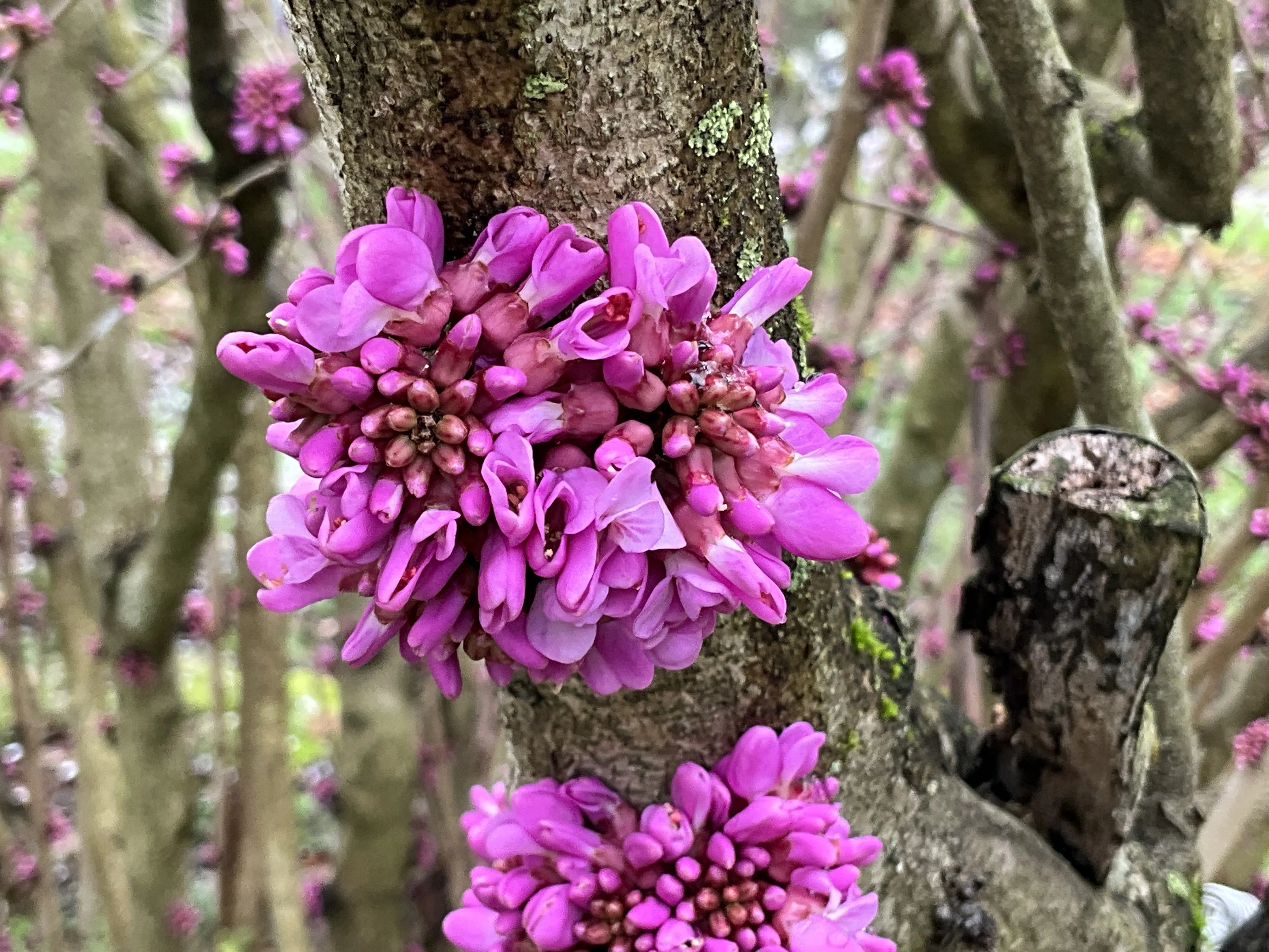 Cercis chinensis (Kyoto Botanical Gardens): April 7, 2026 (Tuesday