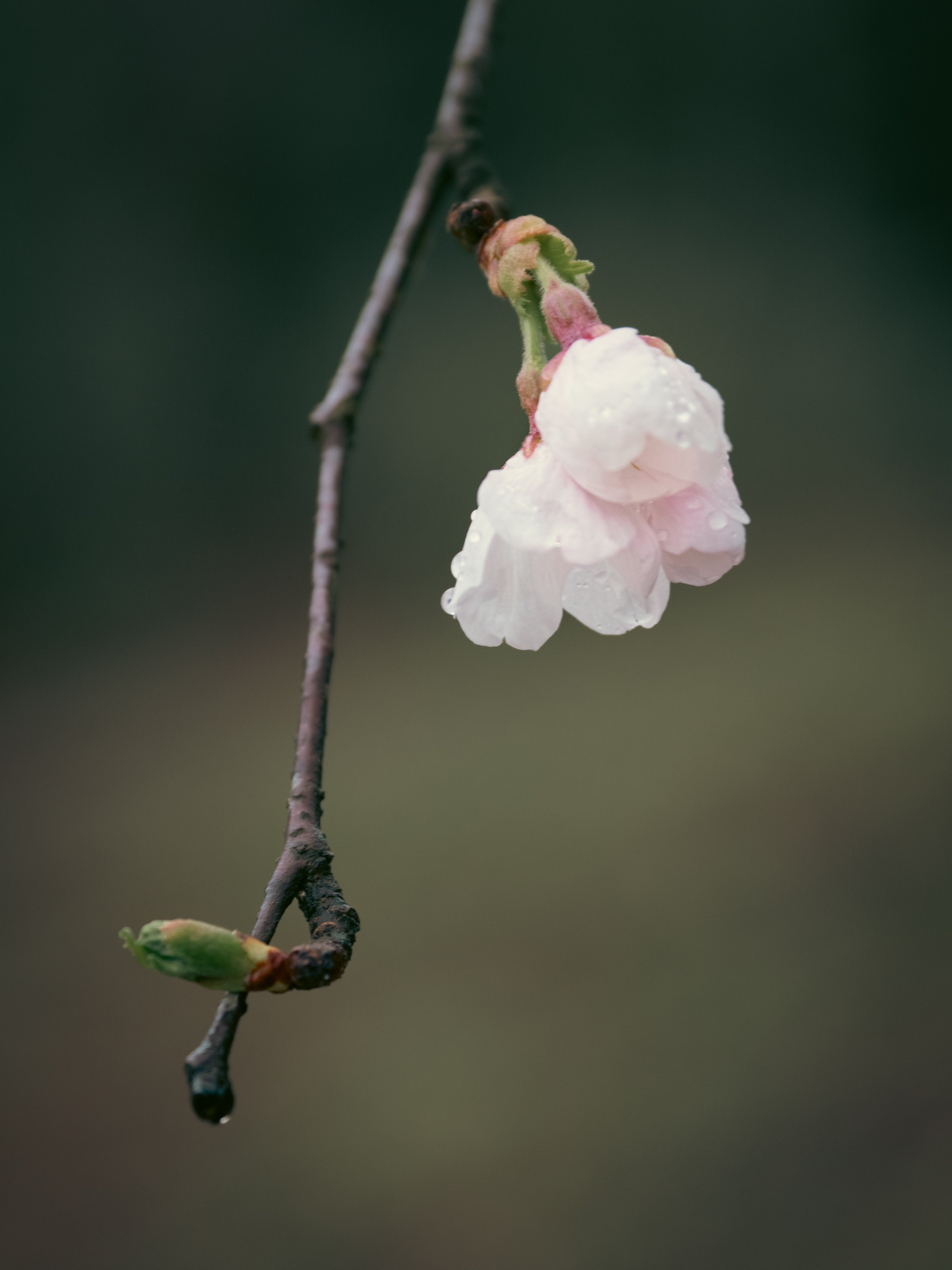 雨上りの朝の桜｜keisodo