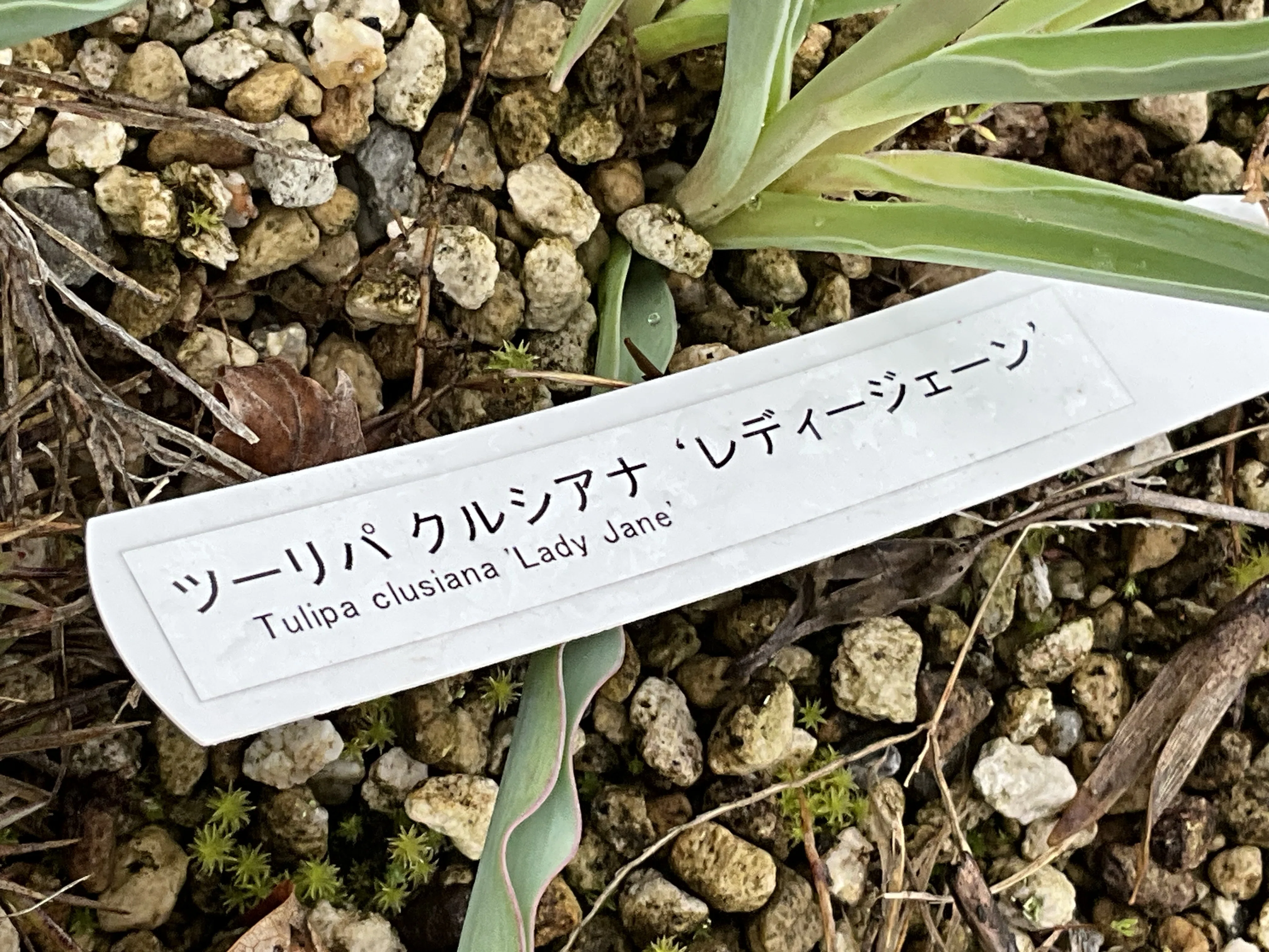 ツーリパ・クルシアナ（京都府立植物園）：2026年4月2日（木）｜藤井