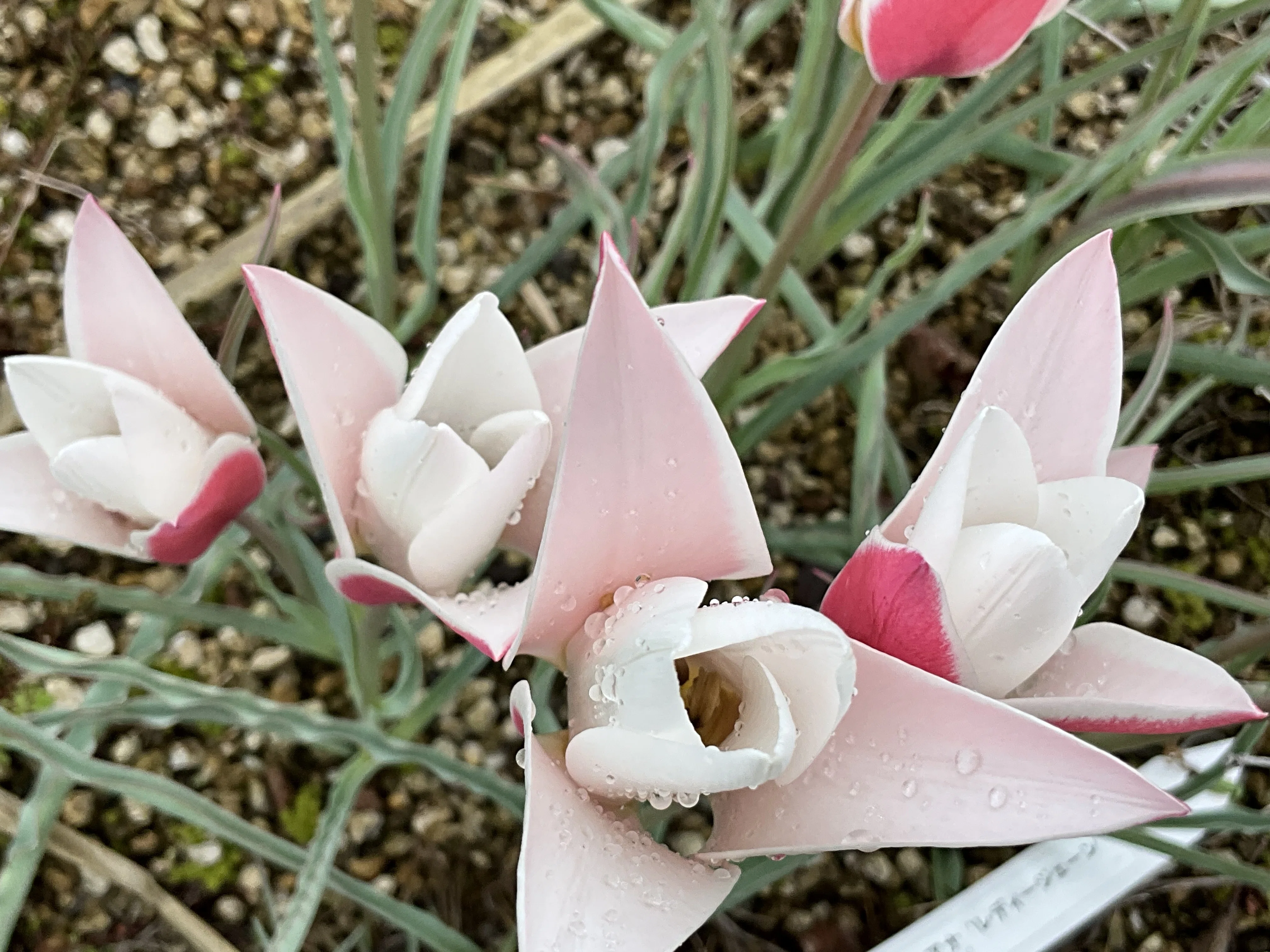 ツーリパ・クルシアナ（京都府立植物園）：2026年4月2日（木）｜藤井