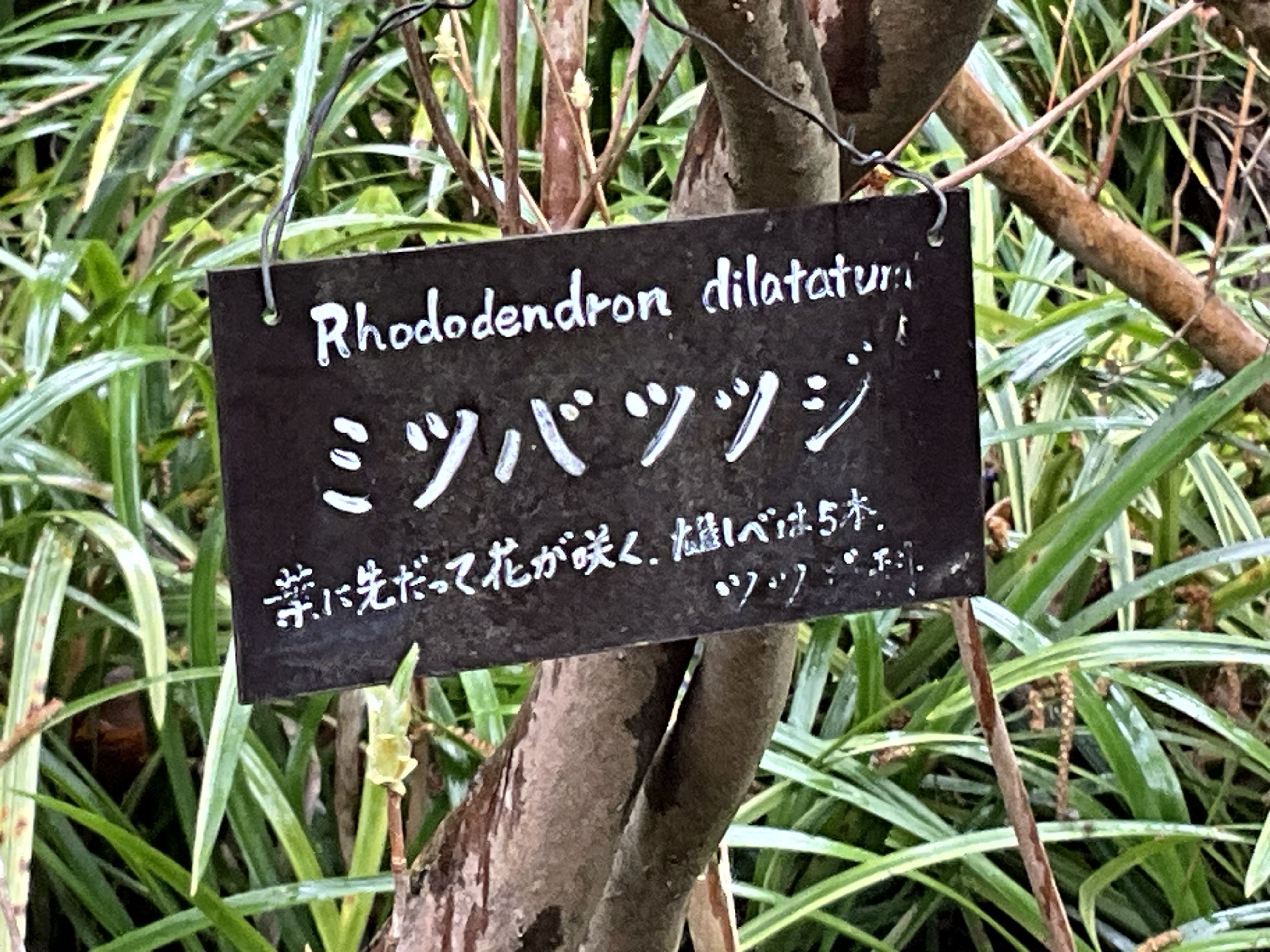 希少　シロミツバツツジ　茨城　 GKZ植物事典・シロバナトサノミツバツツジ