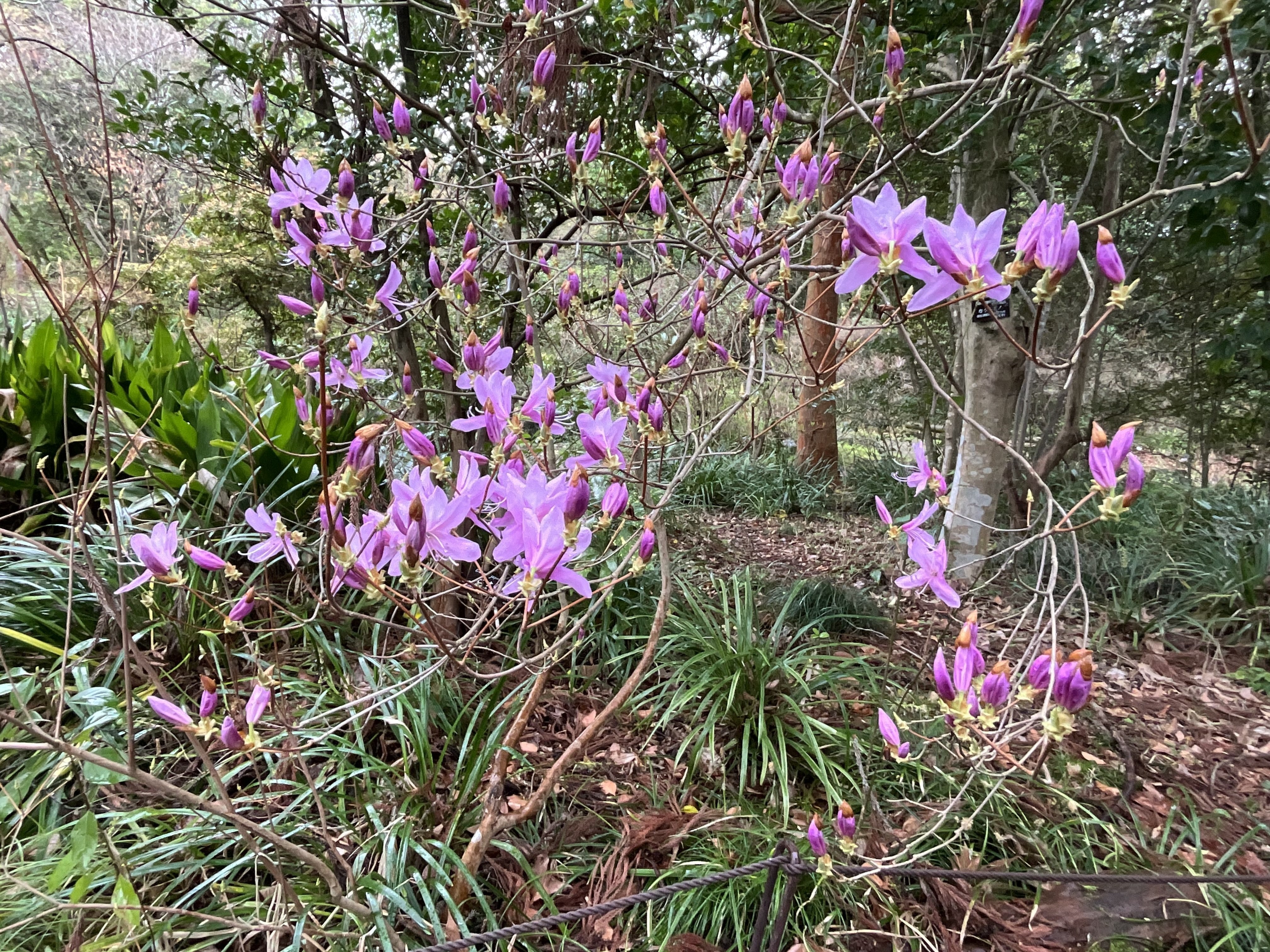 希少　シロミツバツツジ　茨城　 ミツバツツジ（京都府立植物園）：2026年4月1日（水）｜藤井秀昭