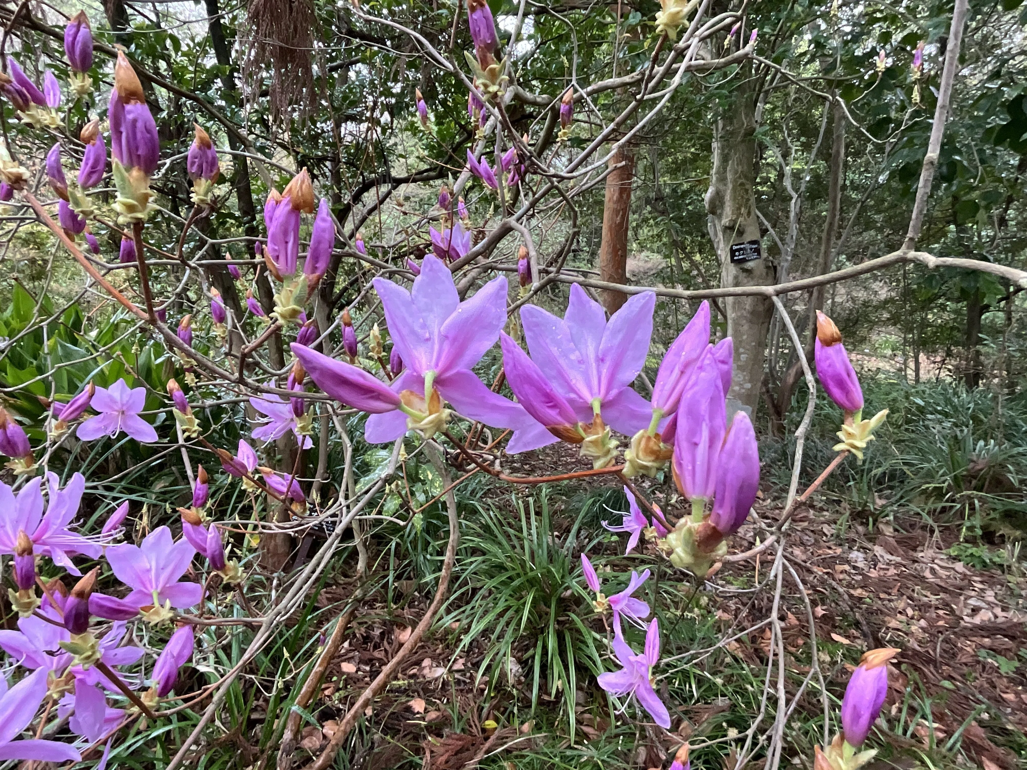 ミツバツツジ（京都府立植物園）：2026年4月1日（水）｜藤井秀昭