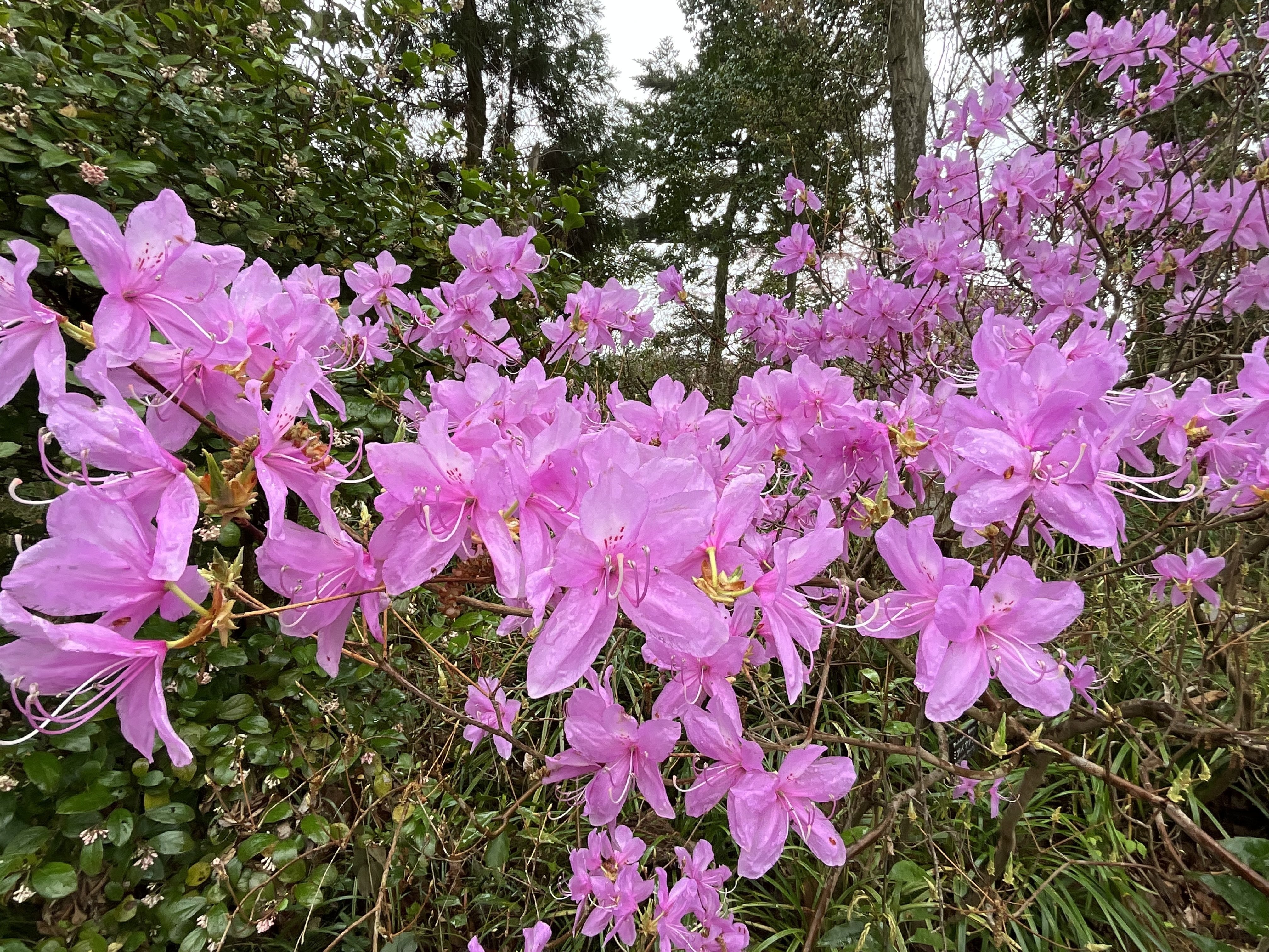 希少　シロミツバツツジ　茨城　 ミツバツツジ（京都府立植物園）：2026年4月1日（水）｜藤井秀昭