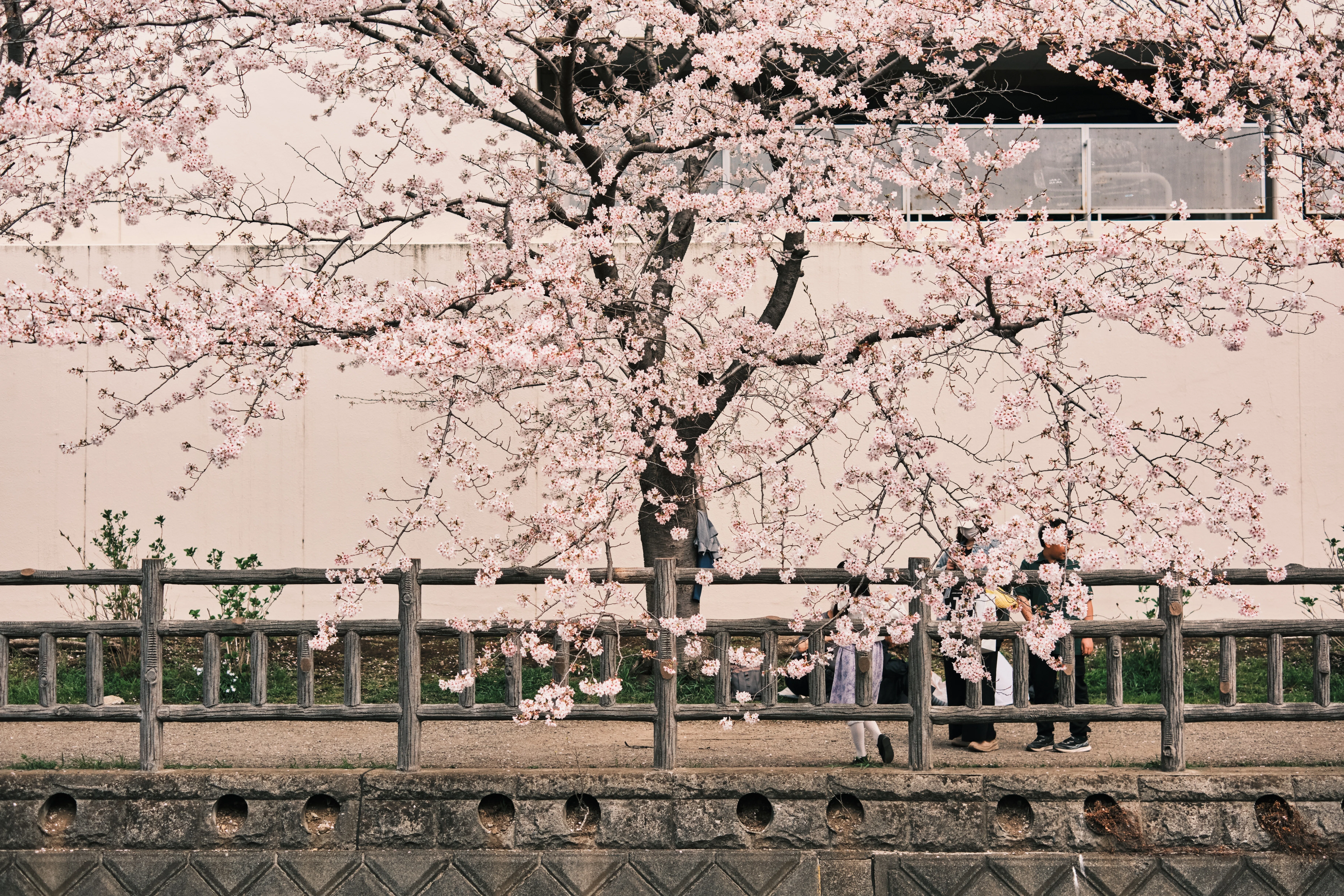FUJIIFLMの神レンズで撮る桜｜kEigo