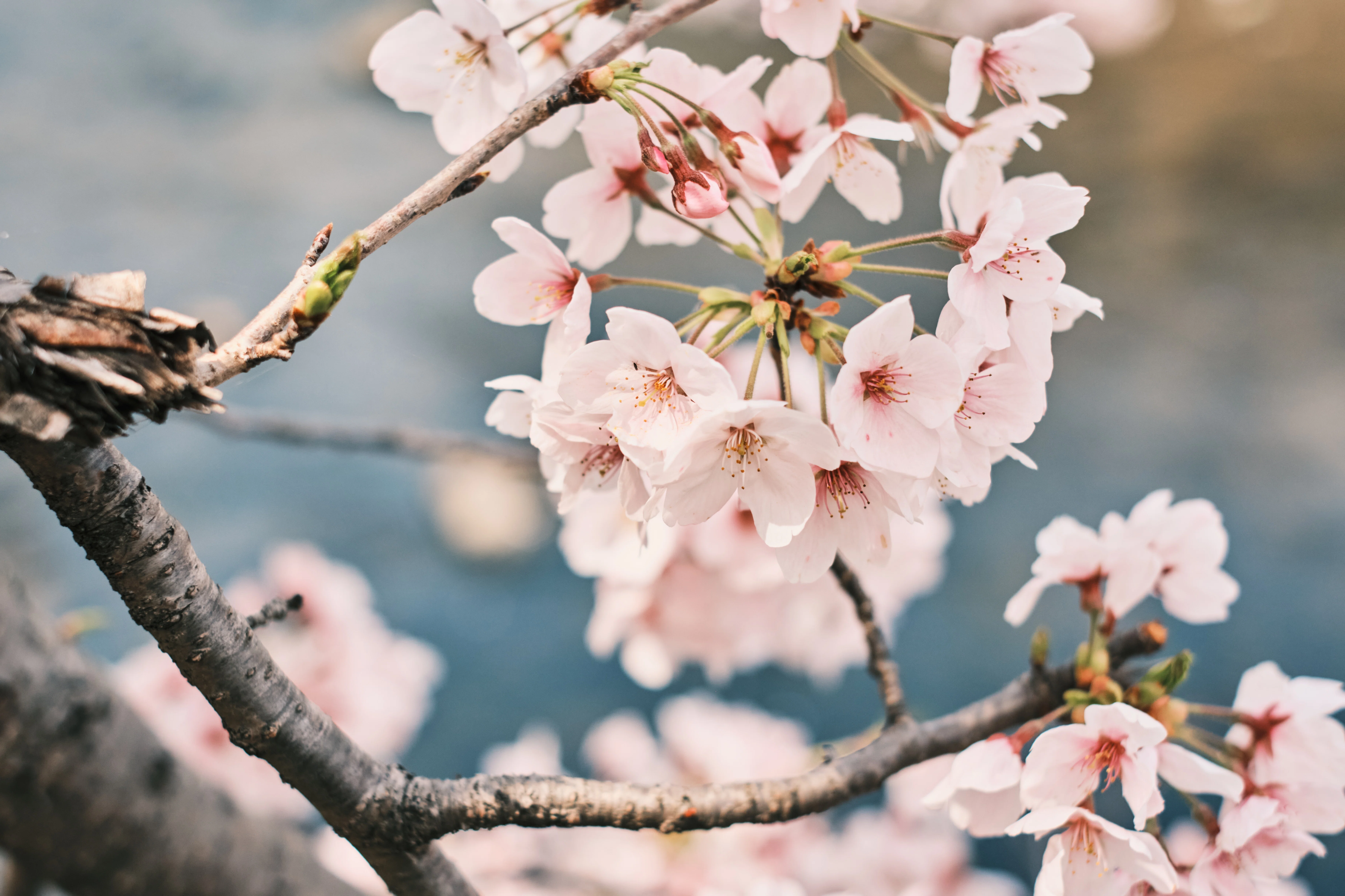 FUJIIFLMの神レンズで撮る桜｜kEigo