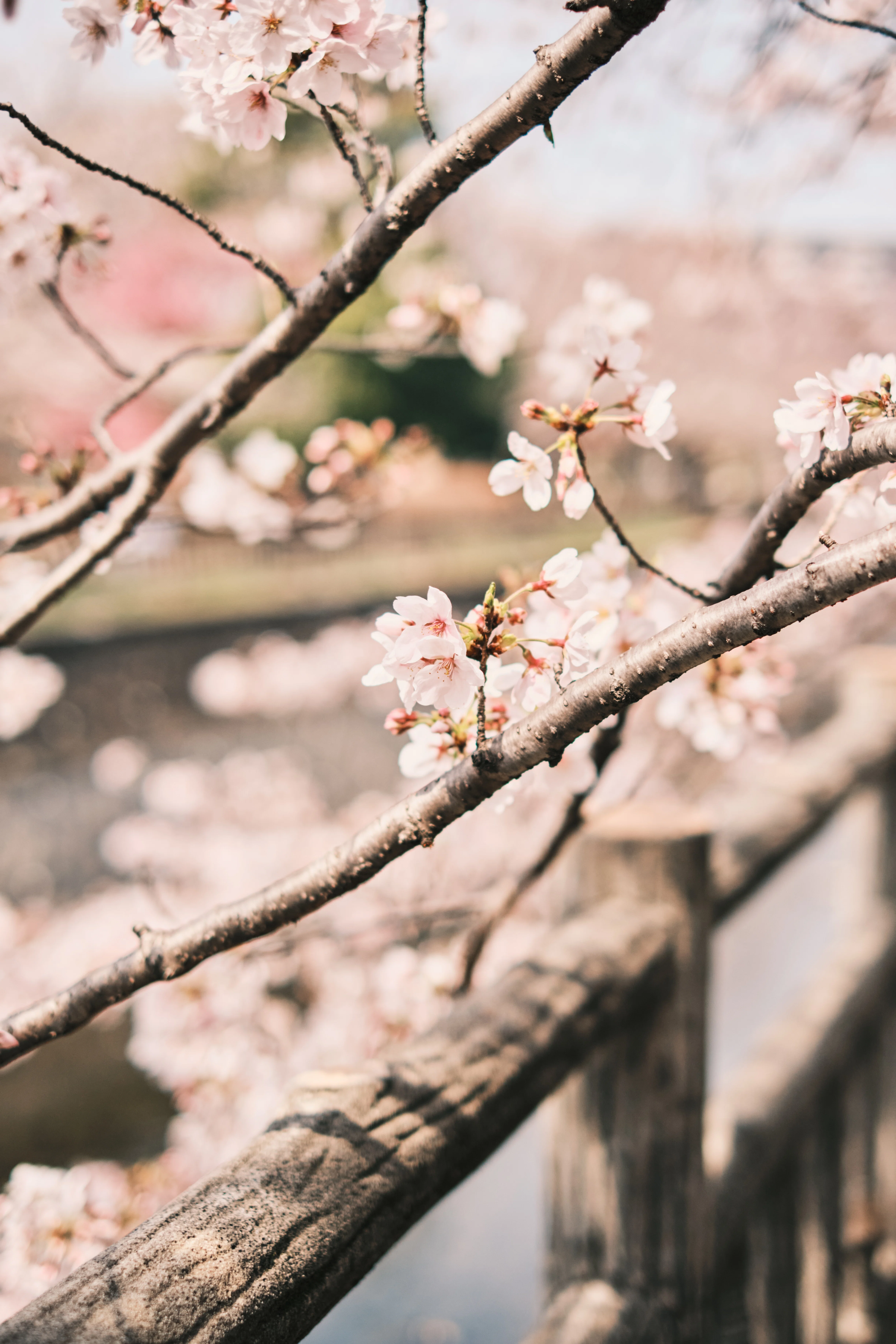 FUJIIFLMの神レンズで撮る桜｜kEigo