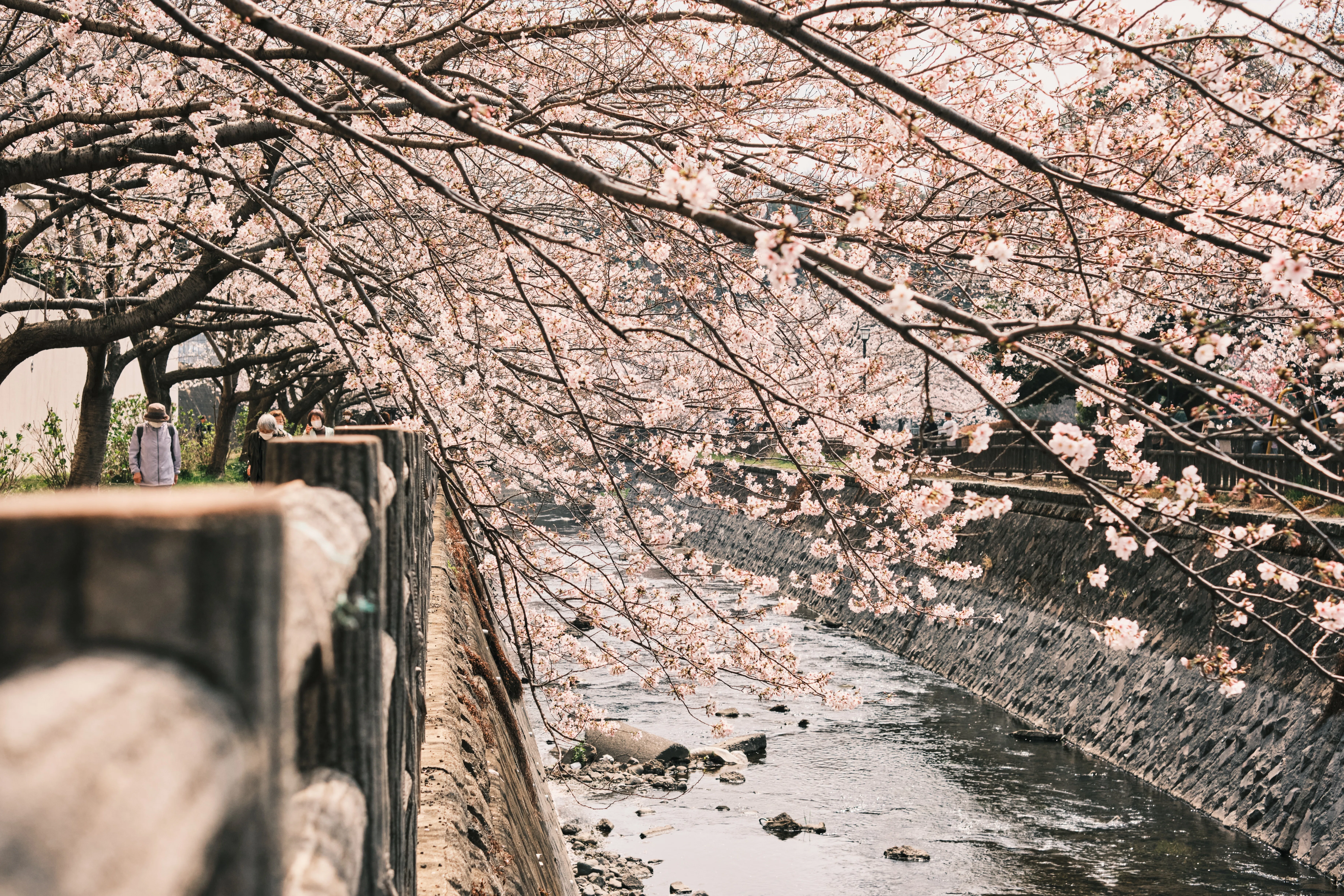FUJIIFLMの神レンズで撮る桜｜kEigo