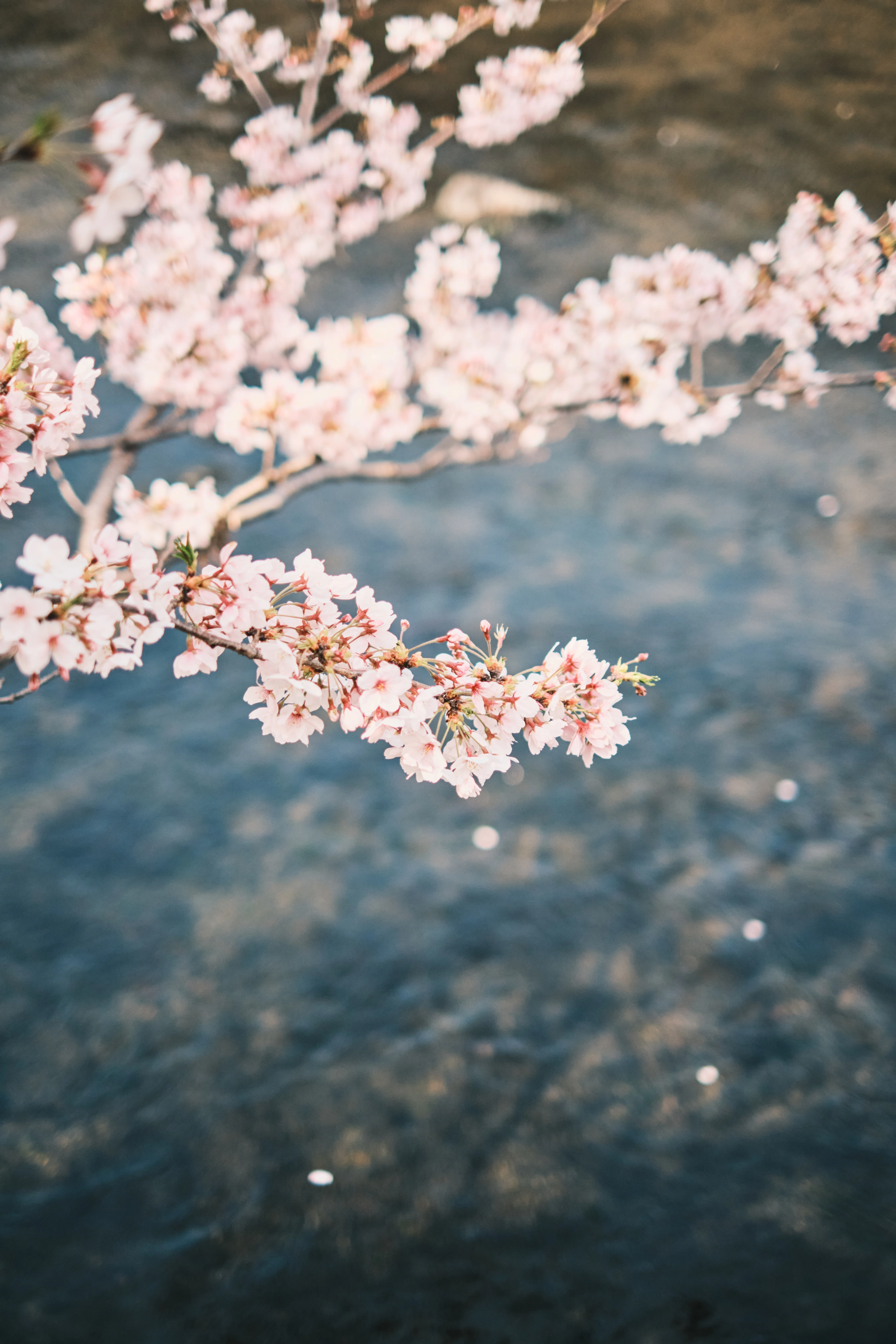 桜写真 FUJIIFLMの神レンズで撮る桜｜kEigo