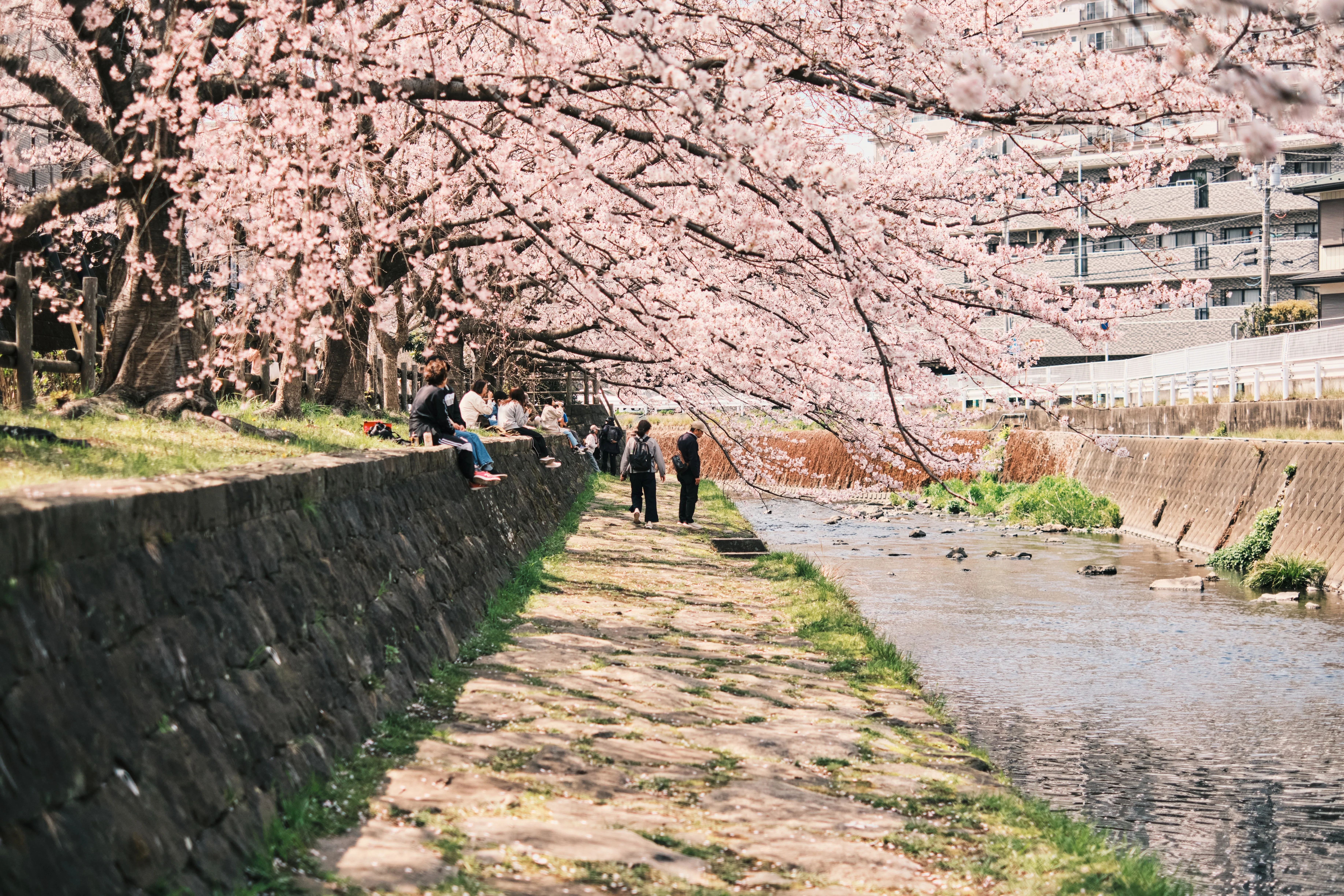 FUJIIFLMの神レンズで撮る桜｜kEigo