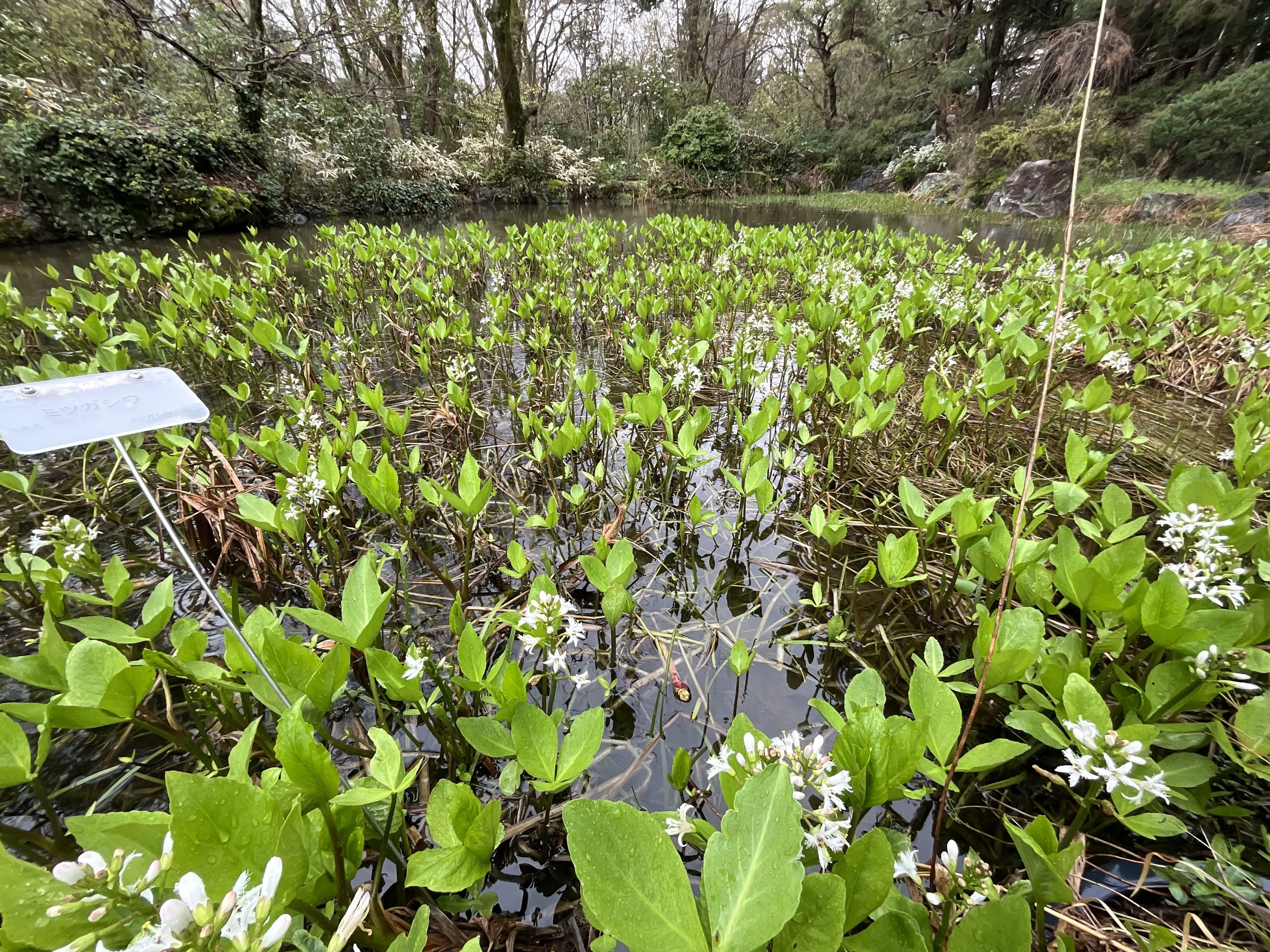 日本庭園の植栽史 ミツガシワ（京都府立植物園）：2026年4月1日（水）｜藤井秀昭（『京都