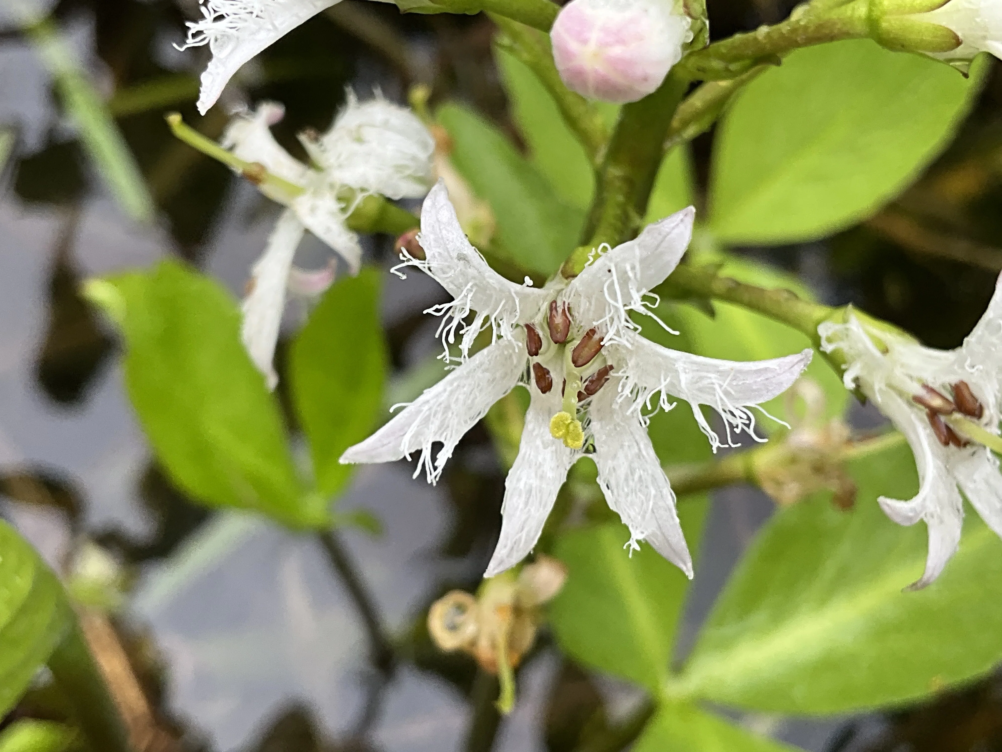 ミツガシワ（京都府立植物園）：2026年4月1日（水）｜藤井秀昭（『京都
