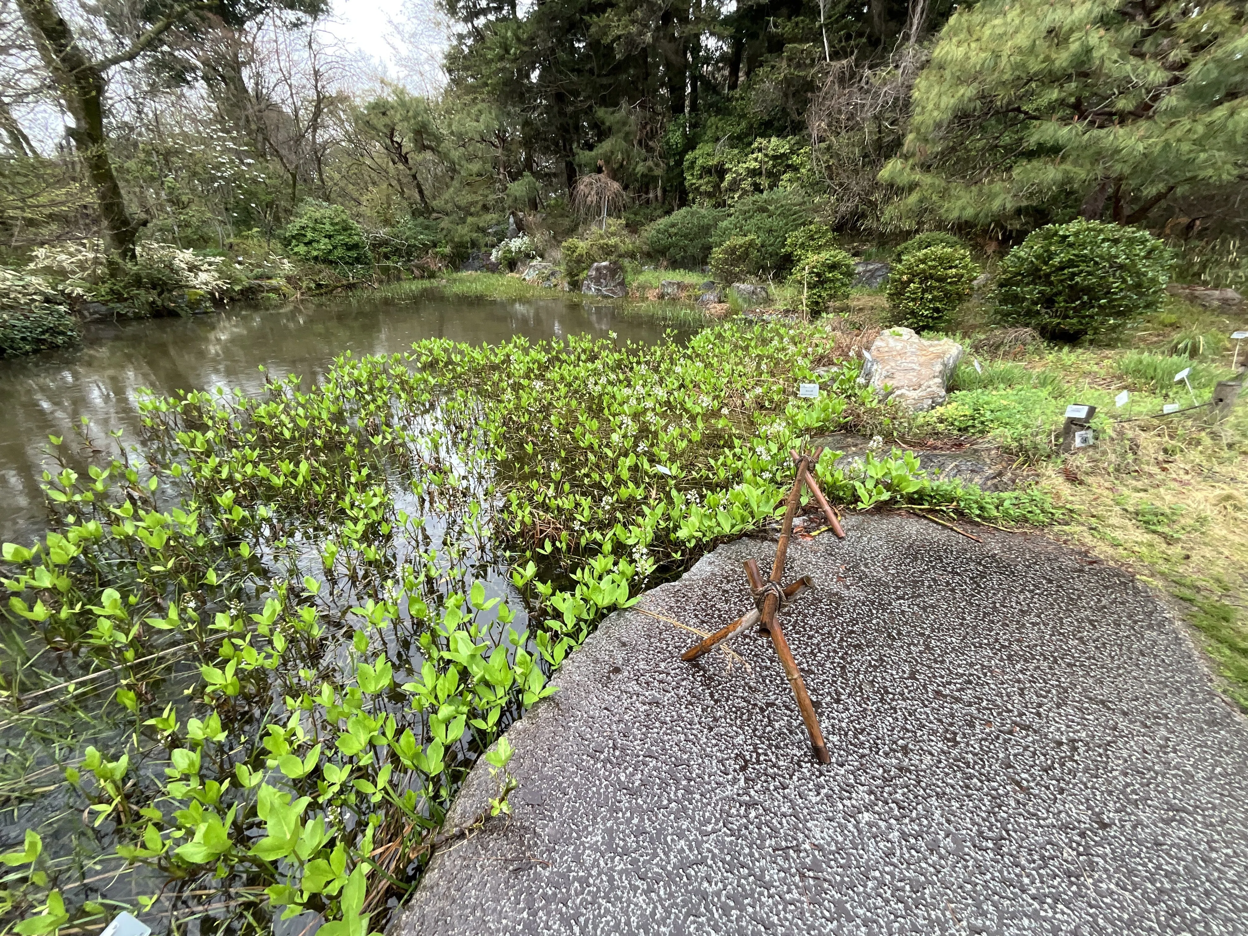 ミツガシワ（京都府立植物園）：2026年4月1日（水）｜藤井秀昭（『京都