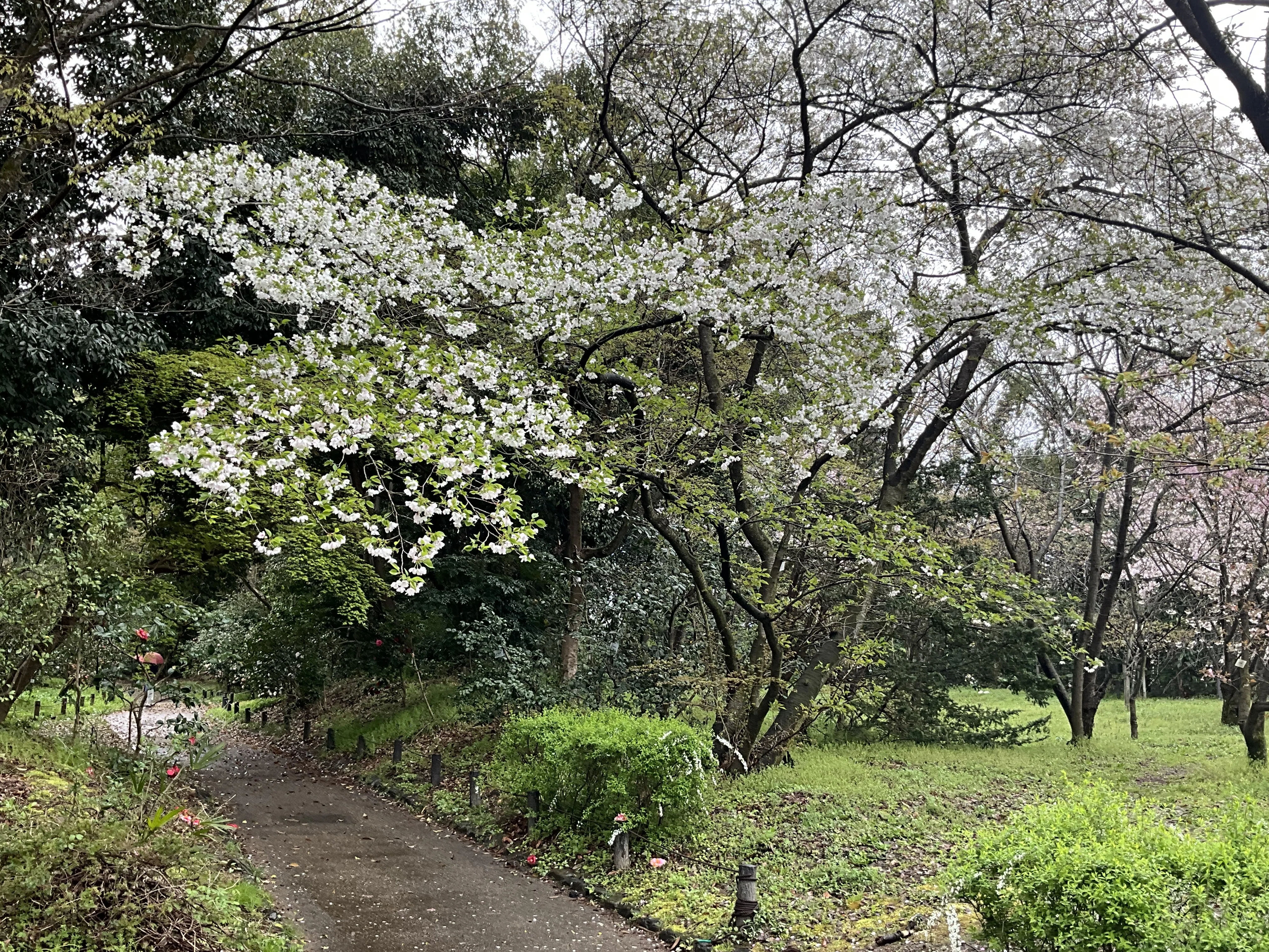 山採り　マンサク　特大 THEフィッシング】大輪のサクラ咲く！北海道の巨大サクラマス／5月9日