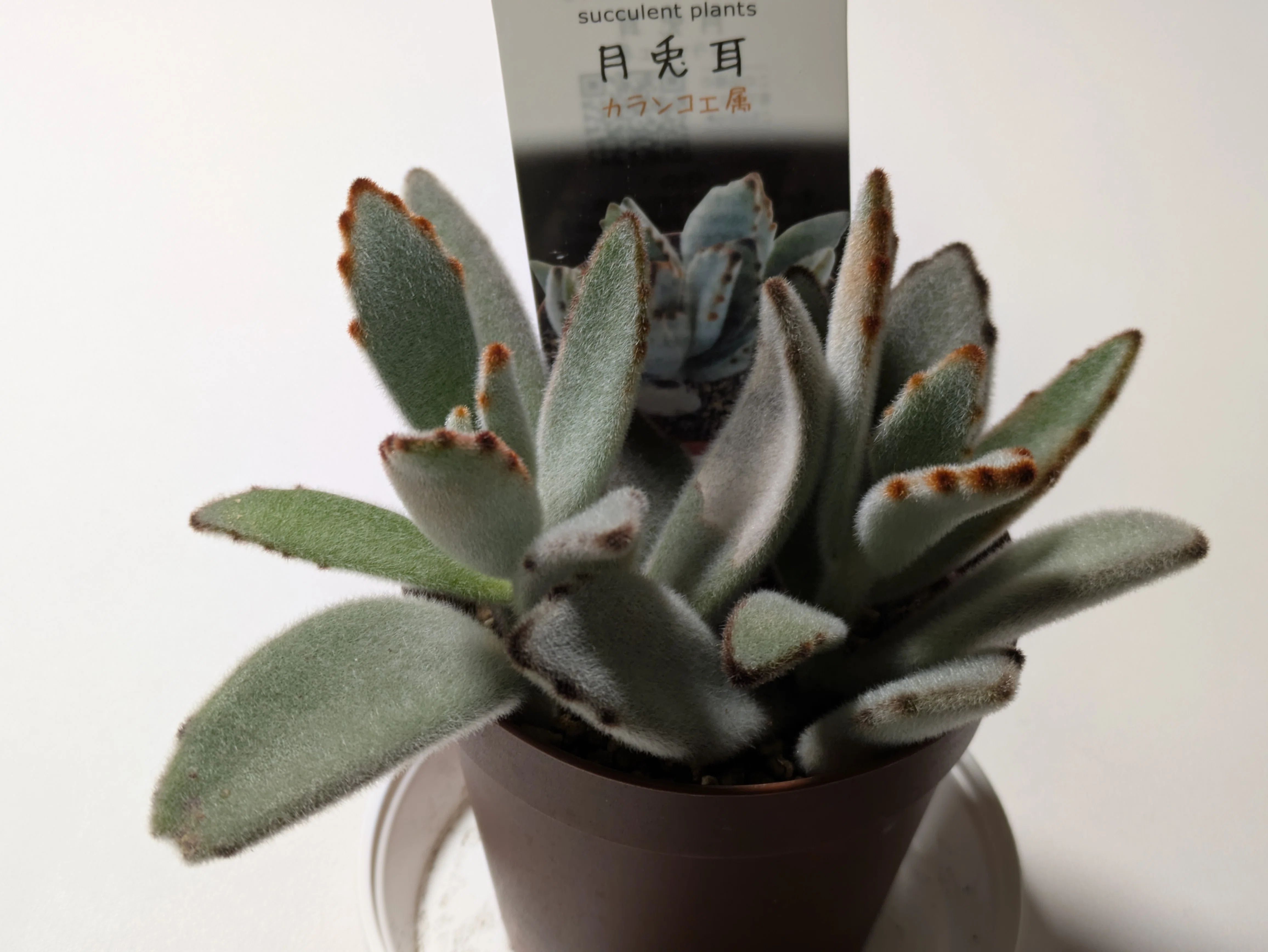 植物｜4月の様子｜よるいろ