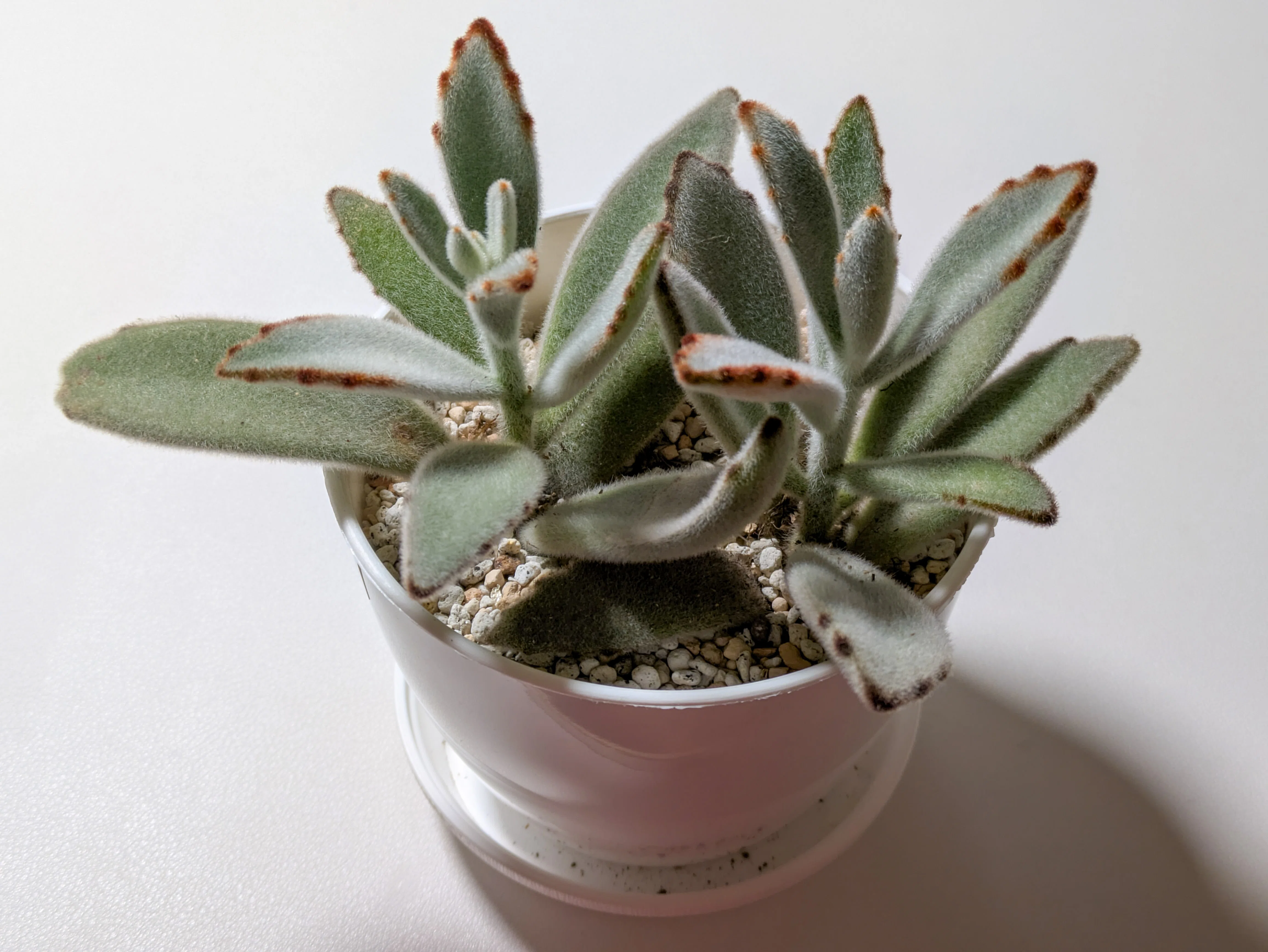 植物｜4月の様子｜よるいろ