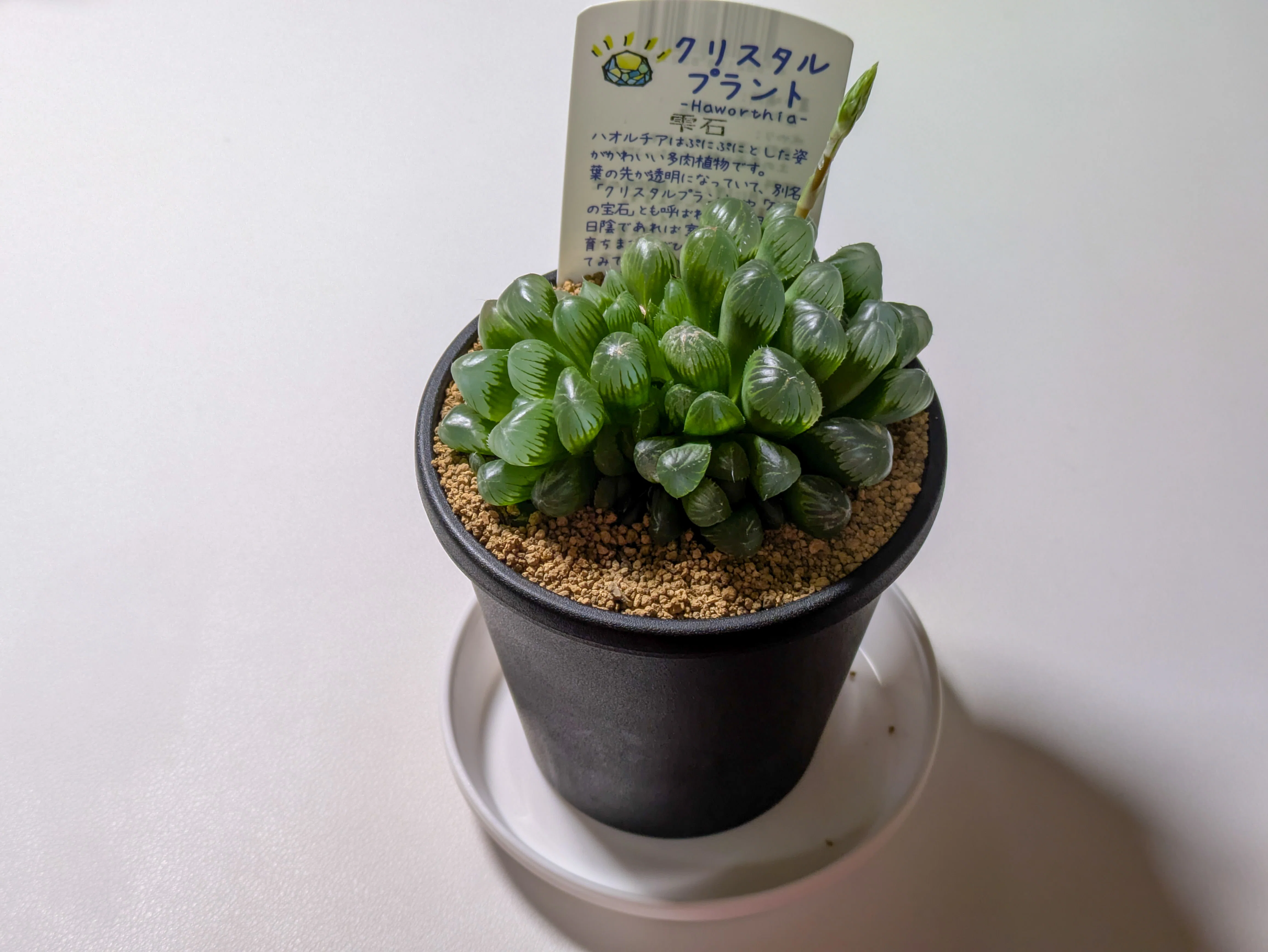 Top【選抜株】多肉植物　24785スノー　ラバー 48個　鉢無し/脱土 素朴でレトロな鉢カバー｜WEBコラム｜商品案内｜杉田エース株式会社