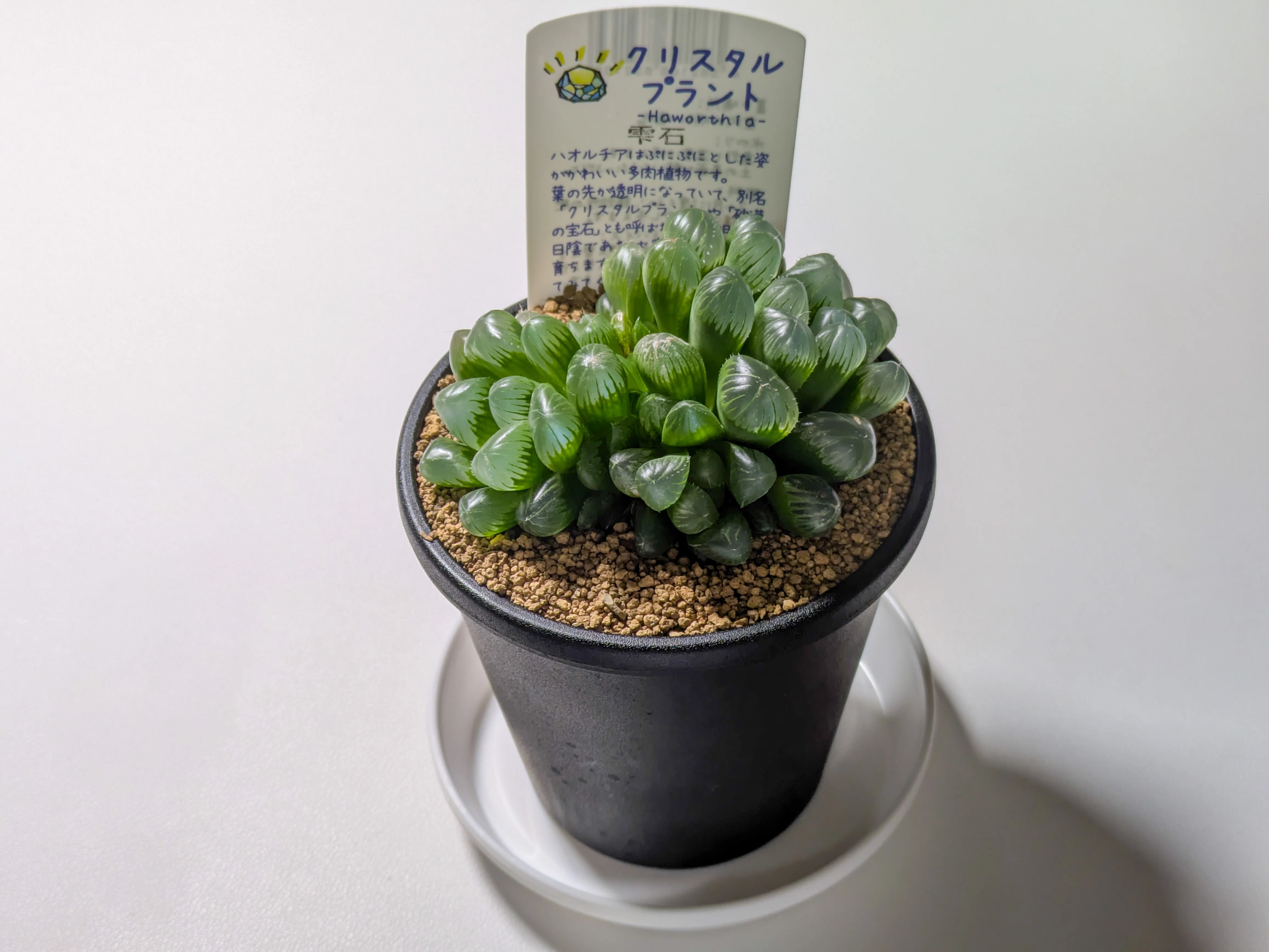植物｜4月の様子｜よるいろ
