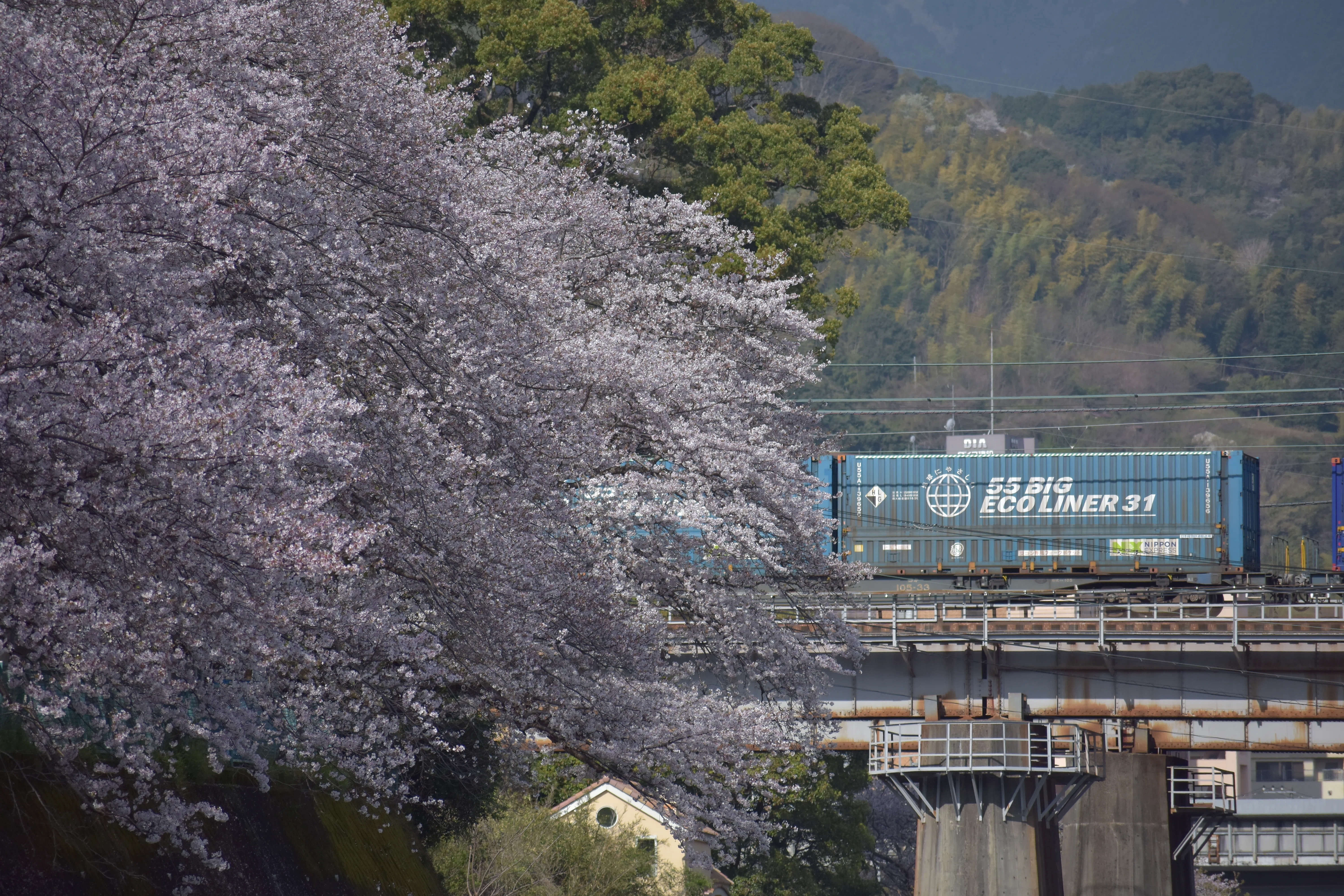 34 Cherry blossom ～桜を求めて～｜青の旅人S｜鉄道ブログ