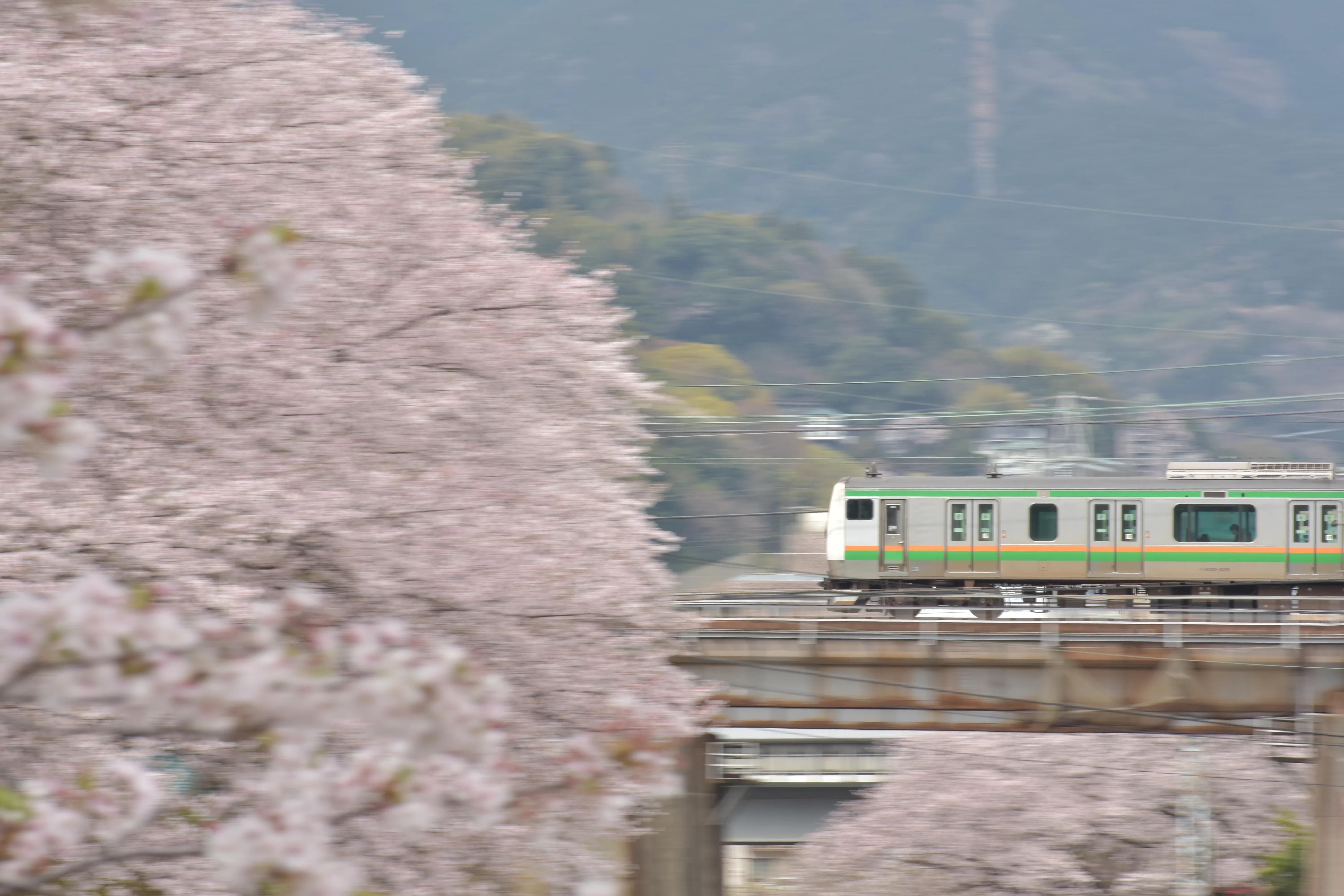 34 Cherry blossom ～桜を求めて～｜青の旅人S｜鉄道ブログ