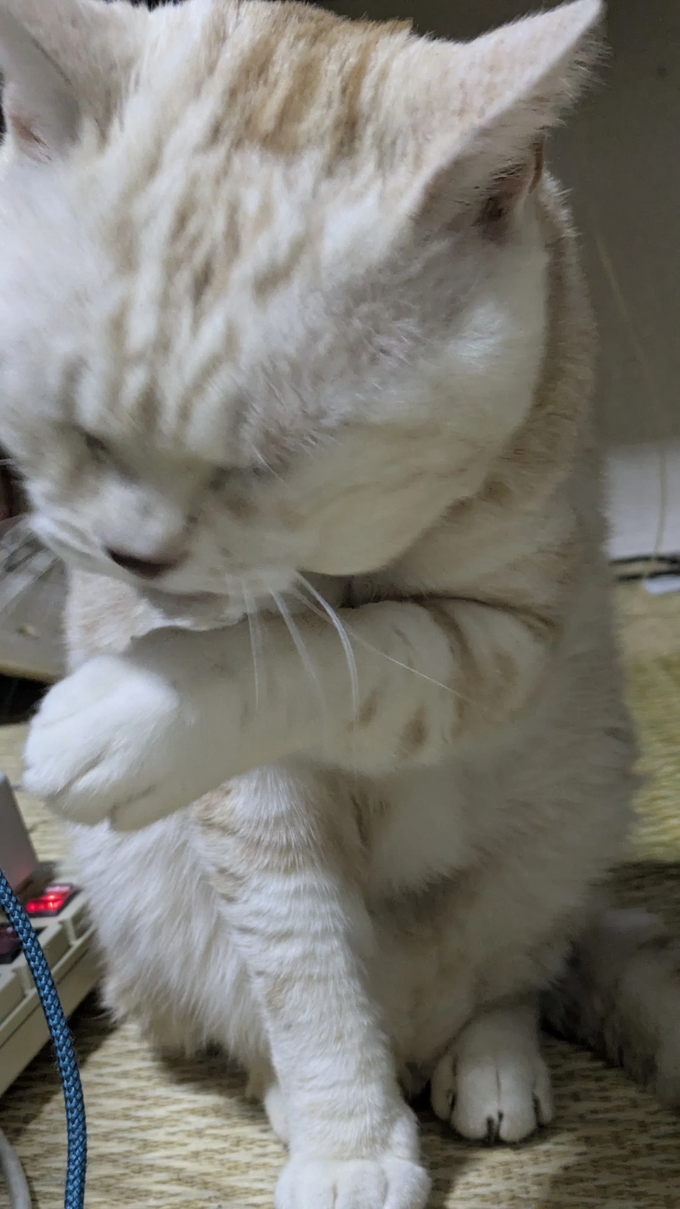 🐱 にゃん 🐱 1｜ᕼᗩᒪᒪᗴᒪᑌ ᐕ)ﾉ ヤ 🏹 =͟͟͞͞ ꕀ⋆ ꕀ⋆ 🎯