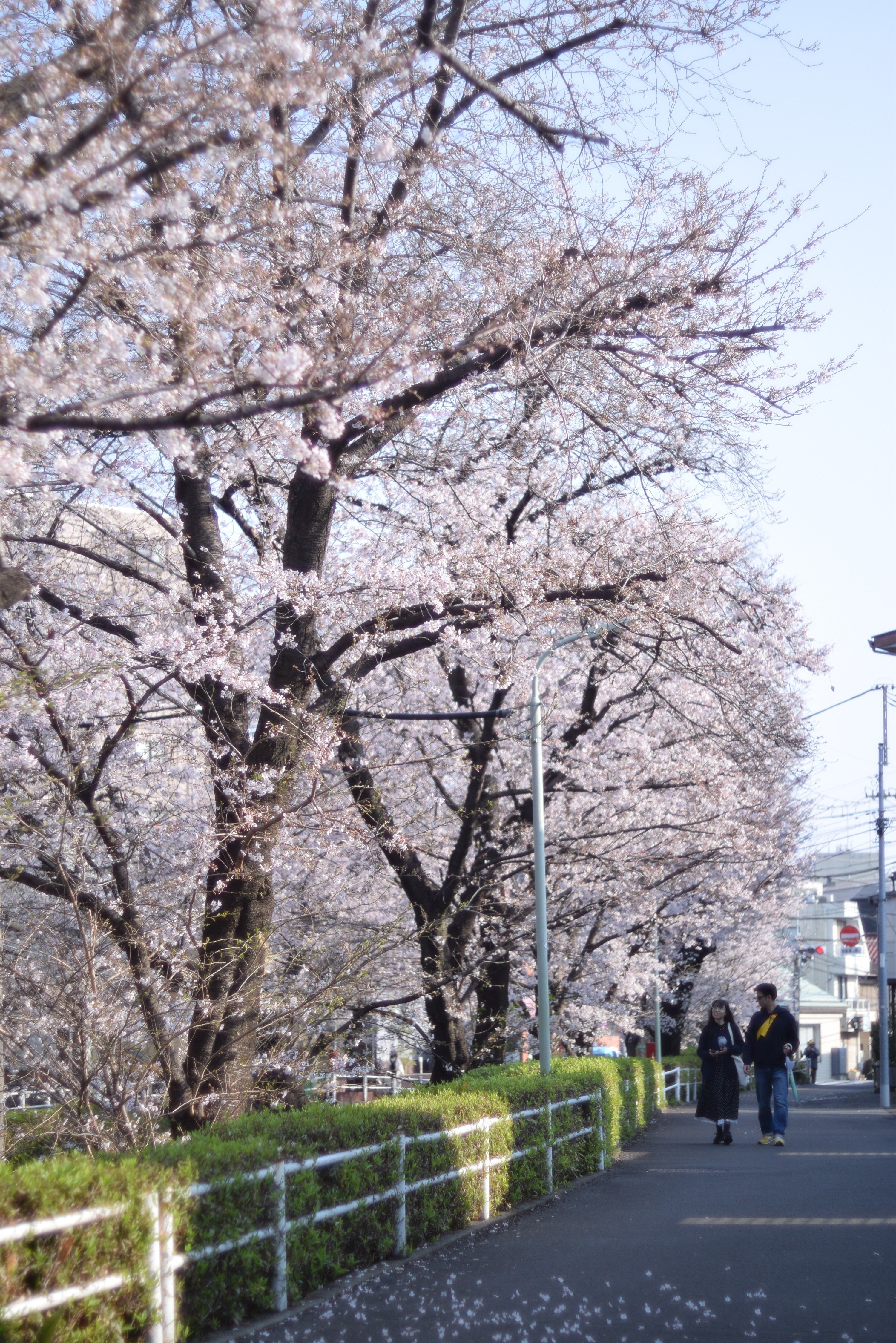 2026年の桜①｜ponchan