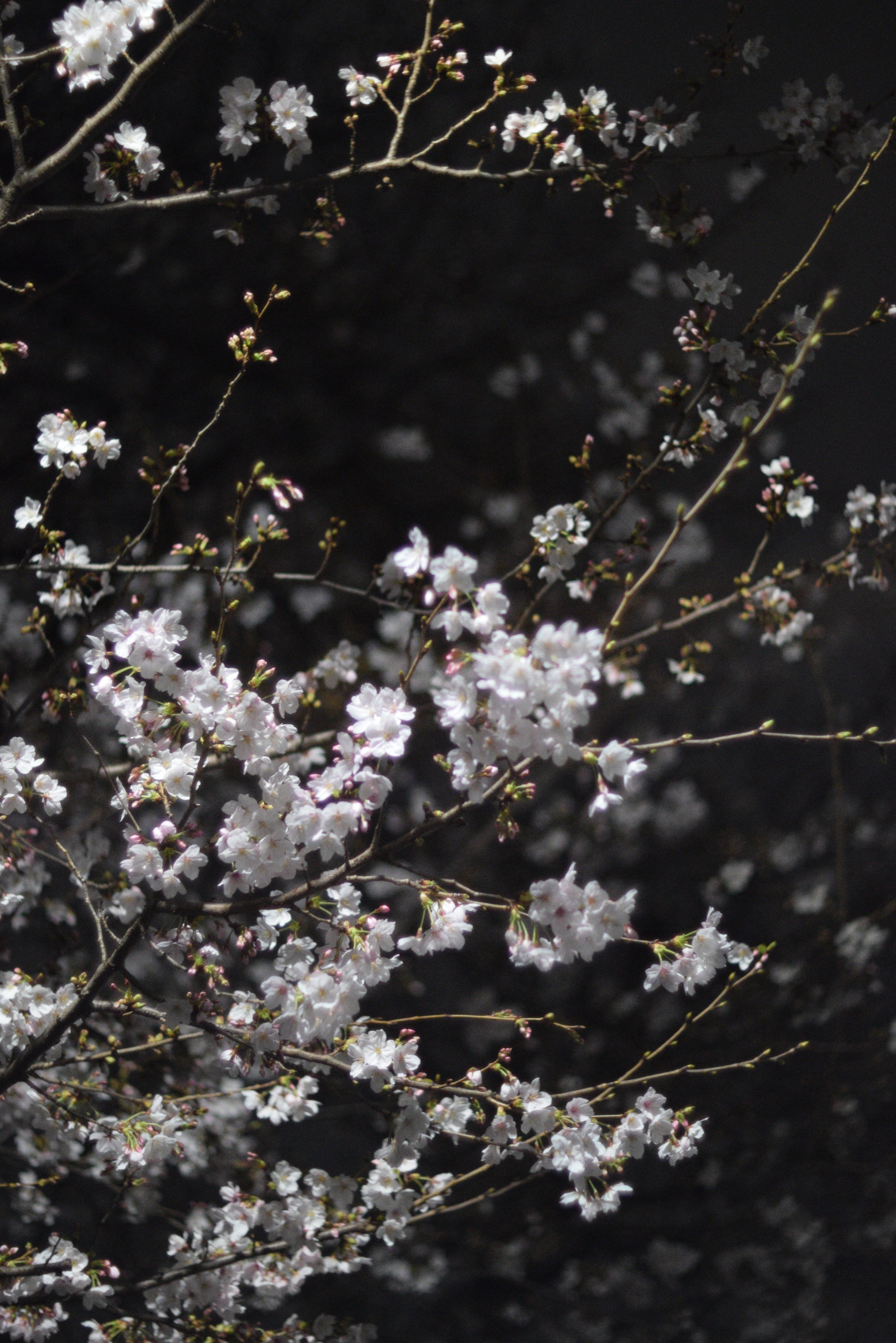 2026年の桜①｜ponchan