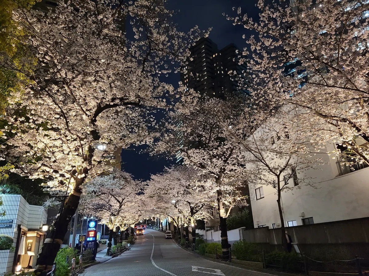 東京桜花見】混雑を避ける「場所選び」の正解。2日間で9ヶ所歩き比べ