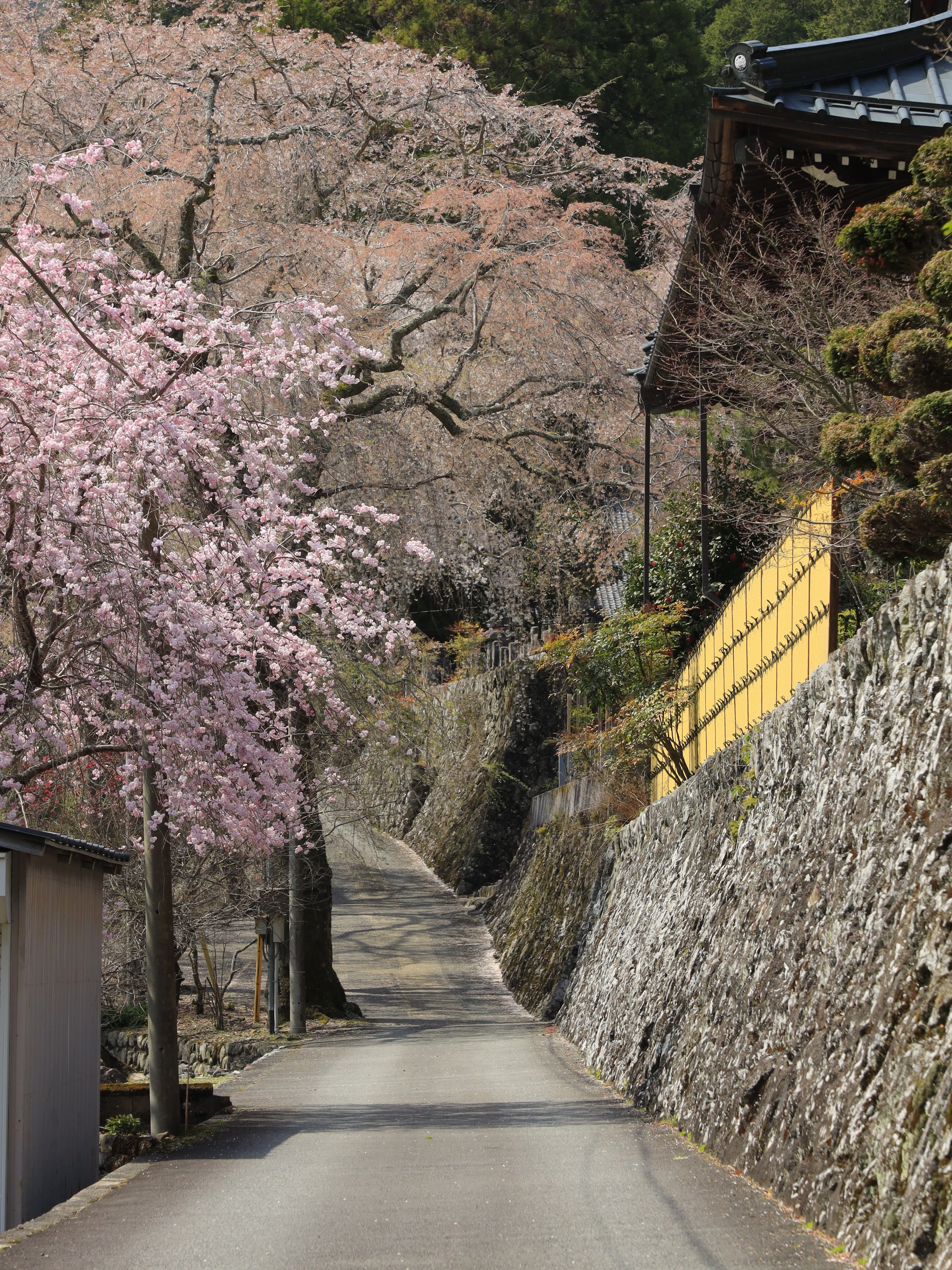 規模感バグってた──静岡から山梨、桜と総本山にたまげた話｜わびさん
