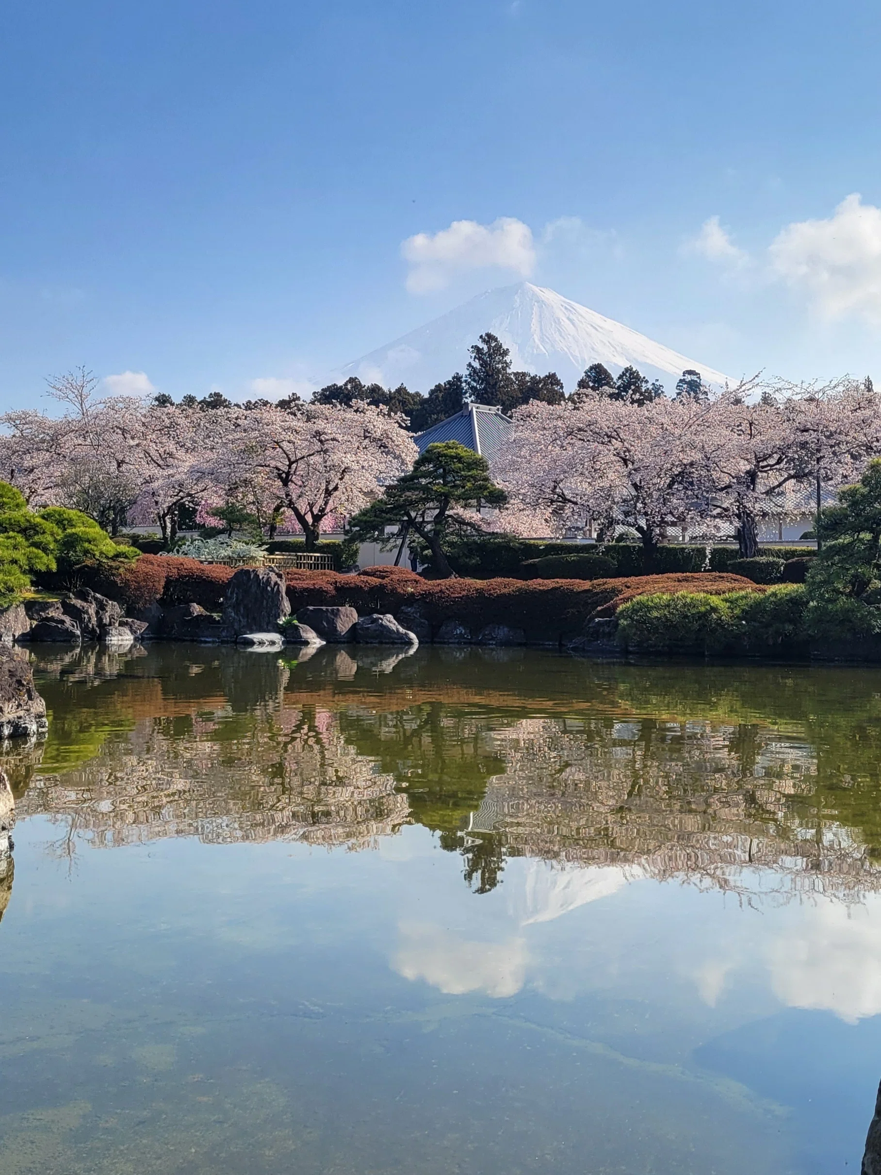 規模感バグってた──静岡から山梨、桜と総本山にたまげた話｜わびさん