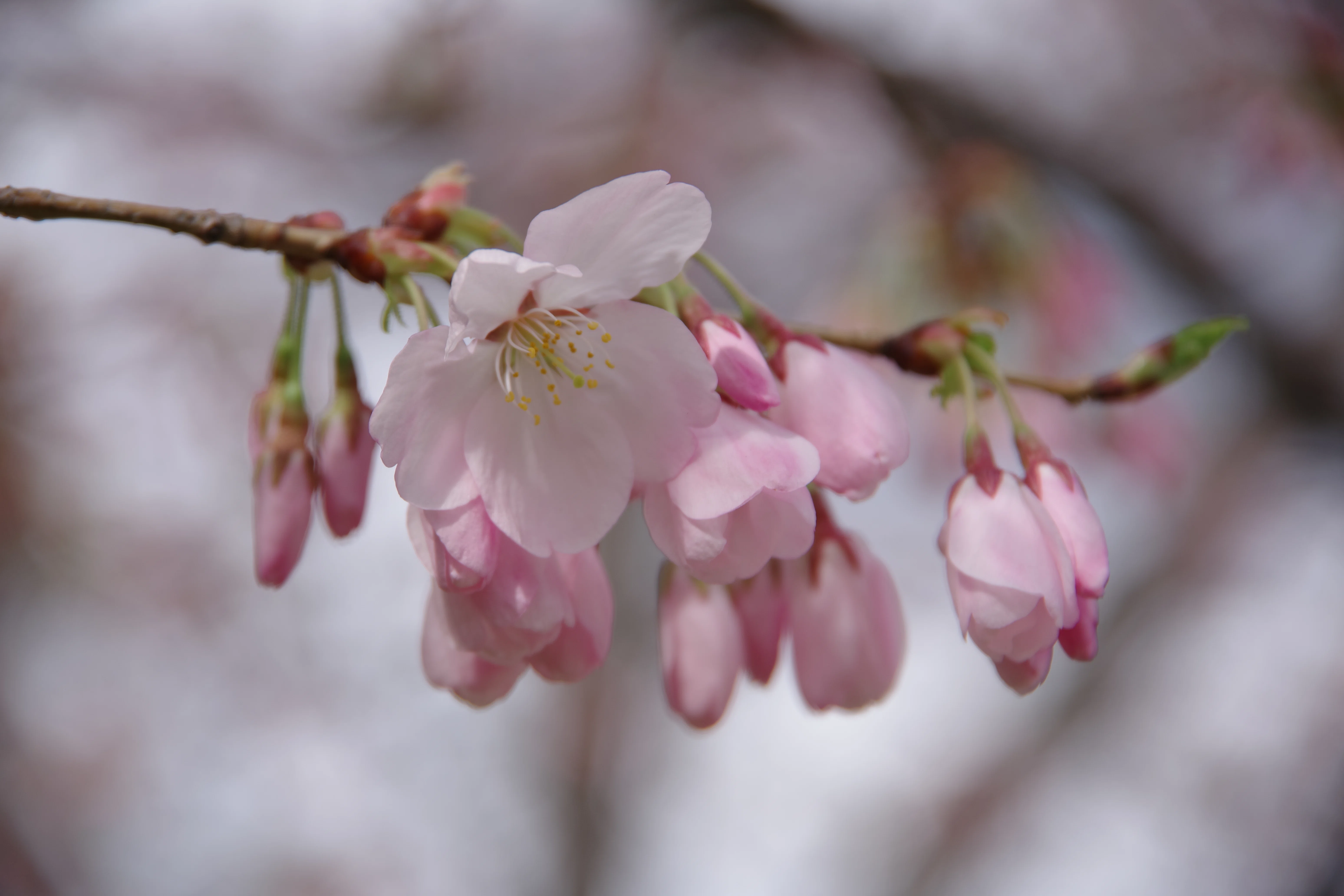 I Shall Declare the Cherry Blossoms in Bloom🇺🇸｜Takaaki Ueno