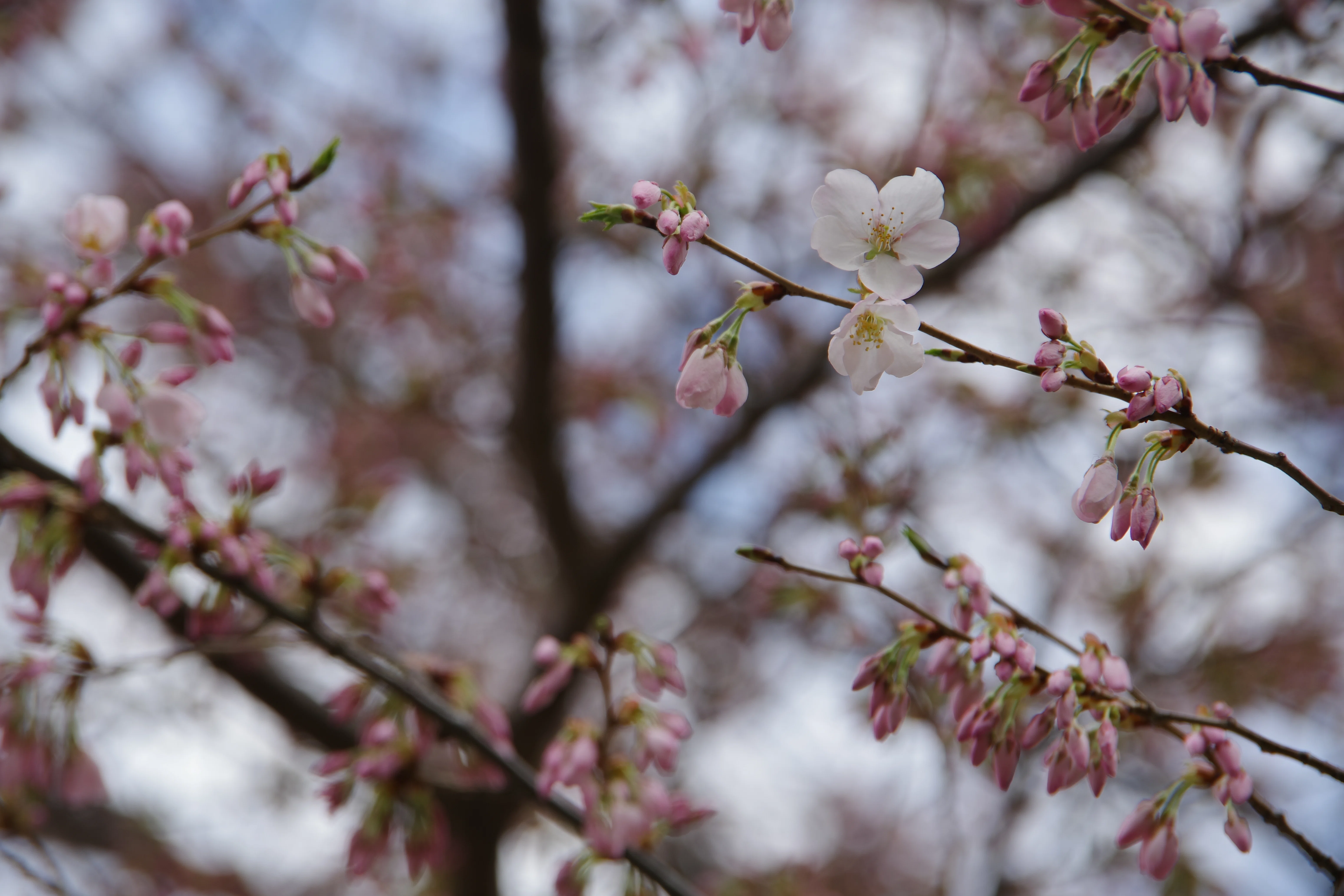 I Shall Declare the Cherry Blossoms in Bloom🇺🇸｜Takaaki Ueno