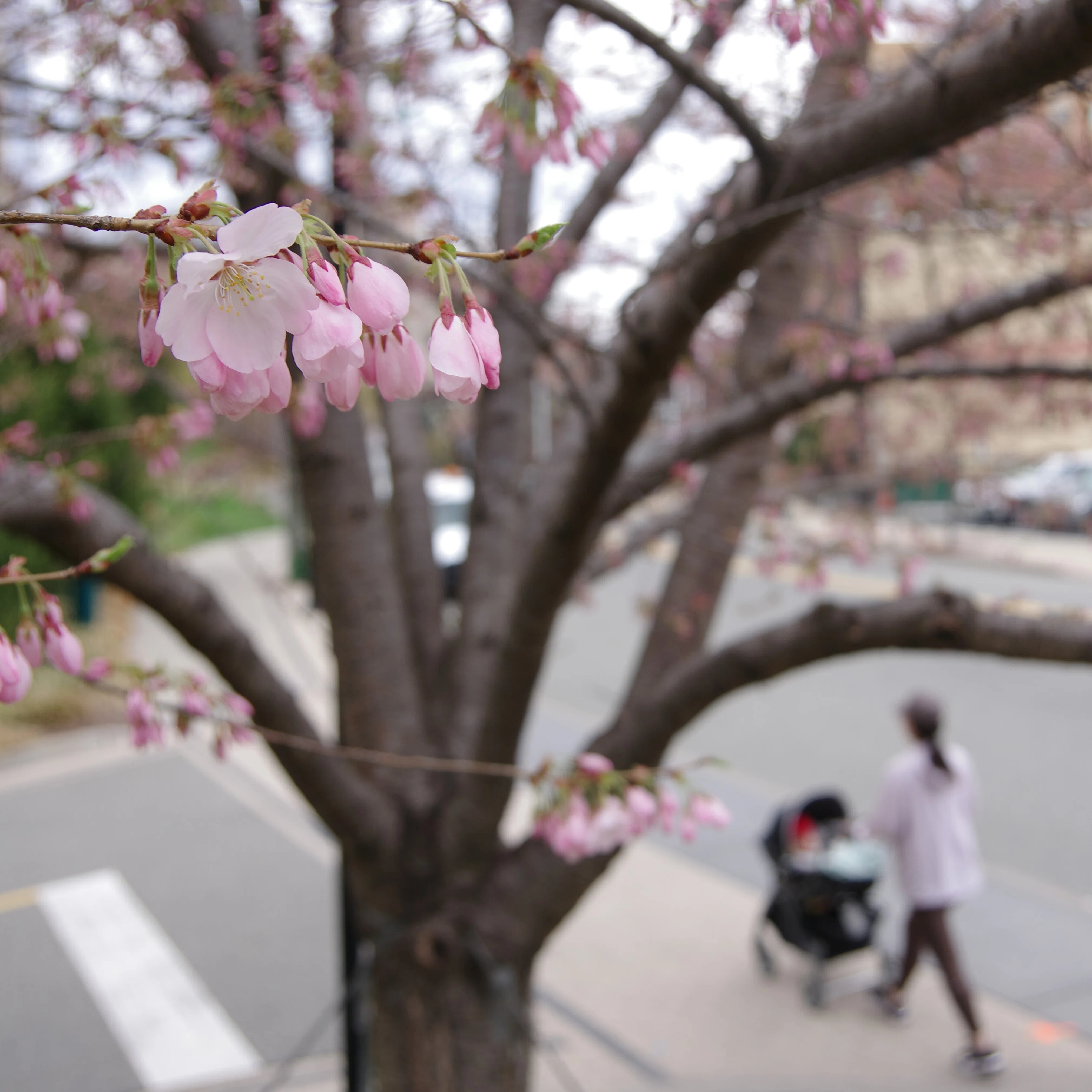 I Shall Declare the Cherry Blossoms in Bloom🇺🇸｜Takaaki Ueno