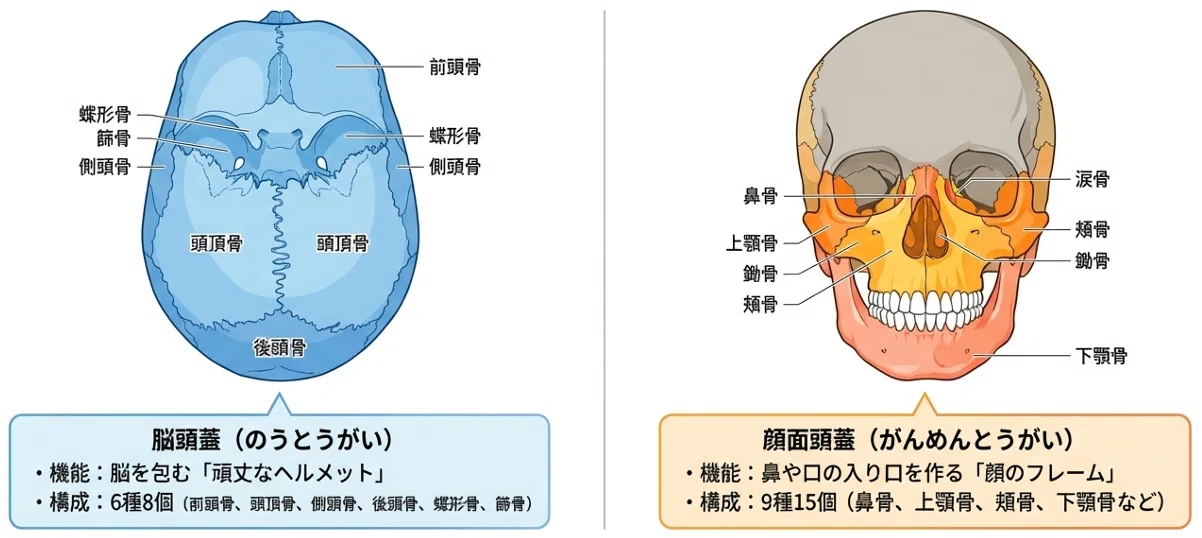 23個の骨が織りなす神秘のパズル！「頭蓋骨」の秘密｜Basic Medical