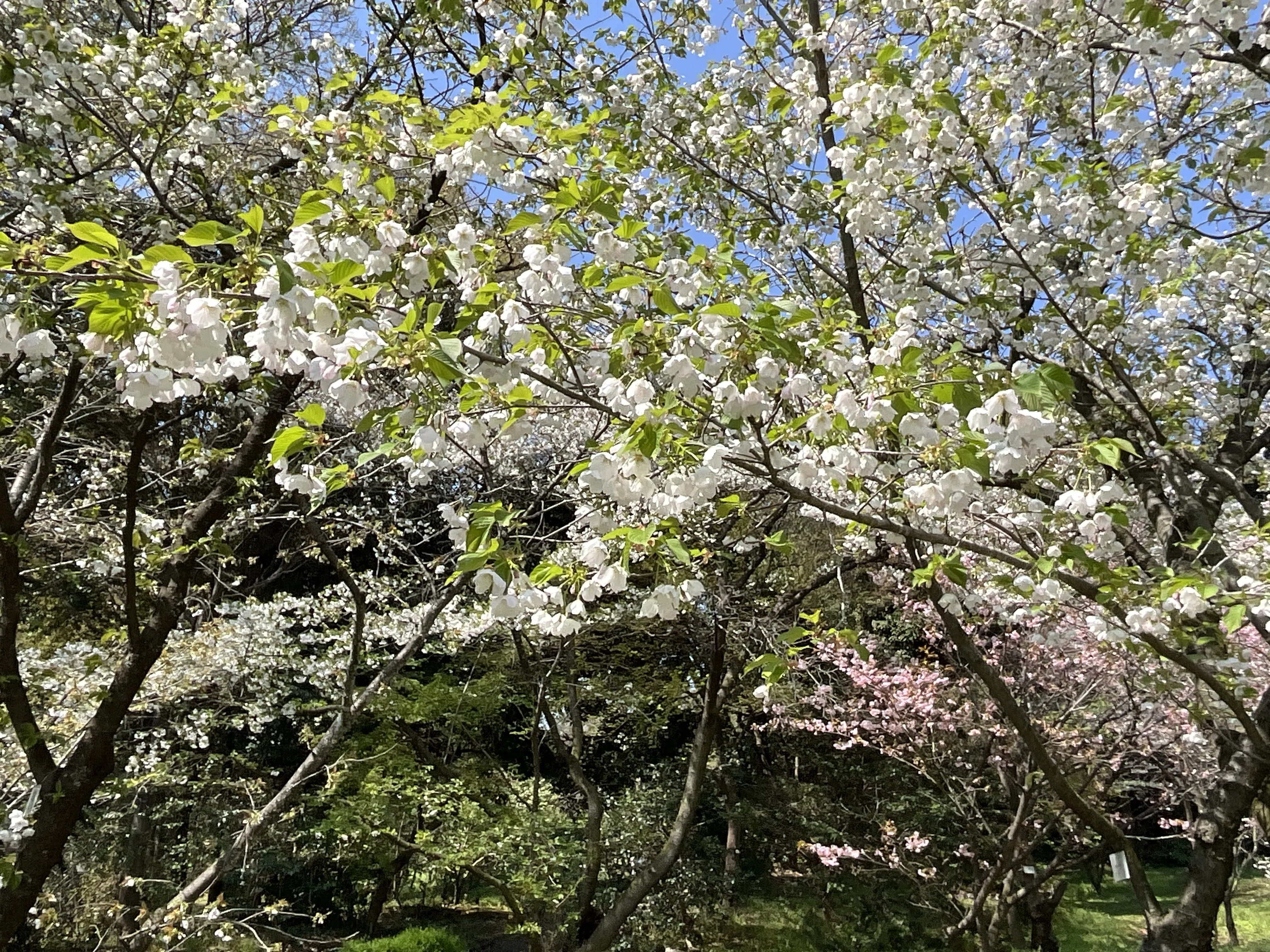 オフホワイトのばらと枝の花と葉 オオシマザクラ（京都府立植物園）No.30：2026年4月5日（日）｜藤井