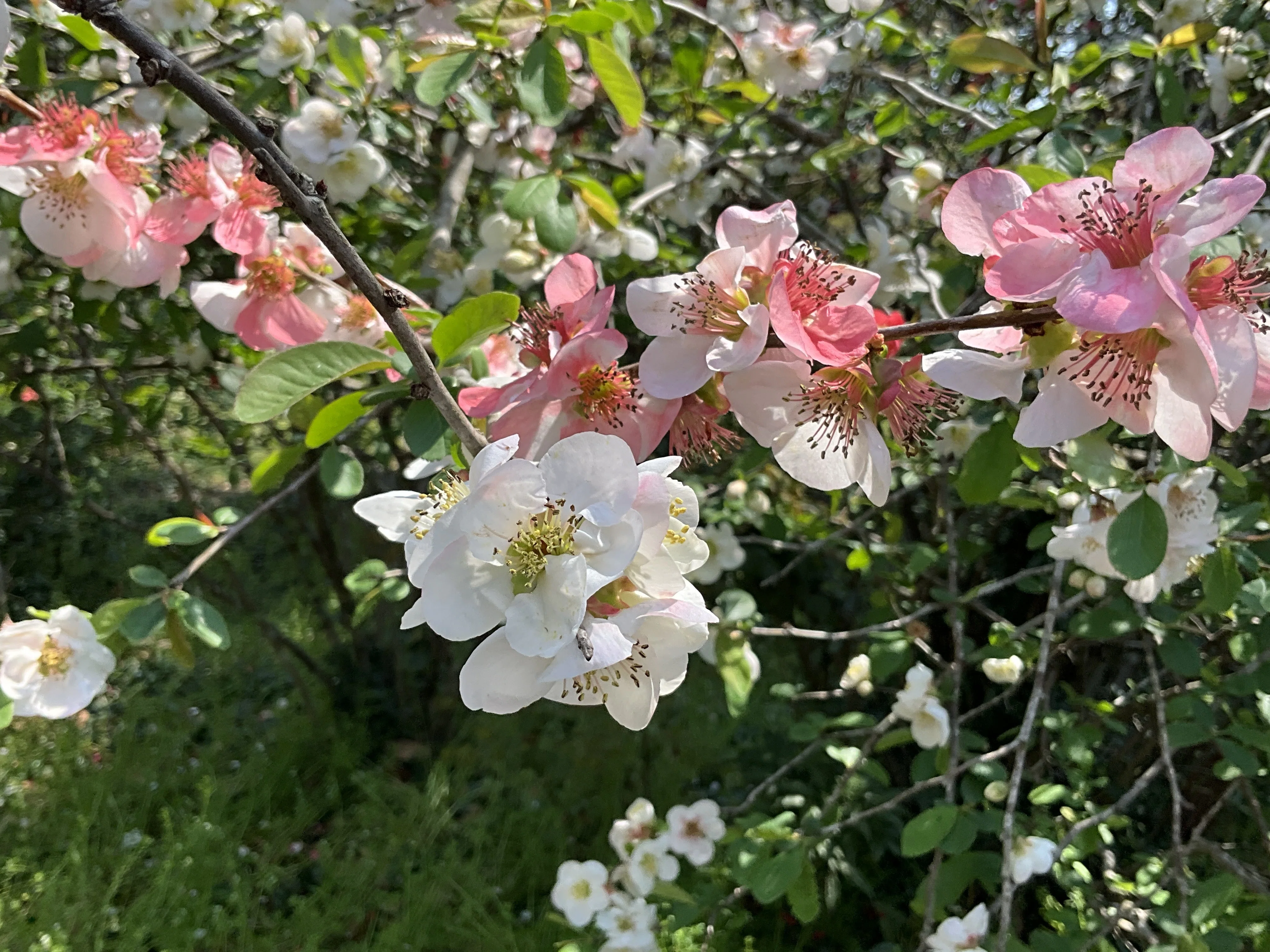 紅白のボケ（京都府立植物園）：2026年4月2日（木）｜藤井秀昭（『京都