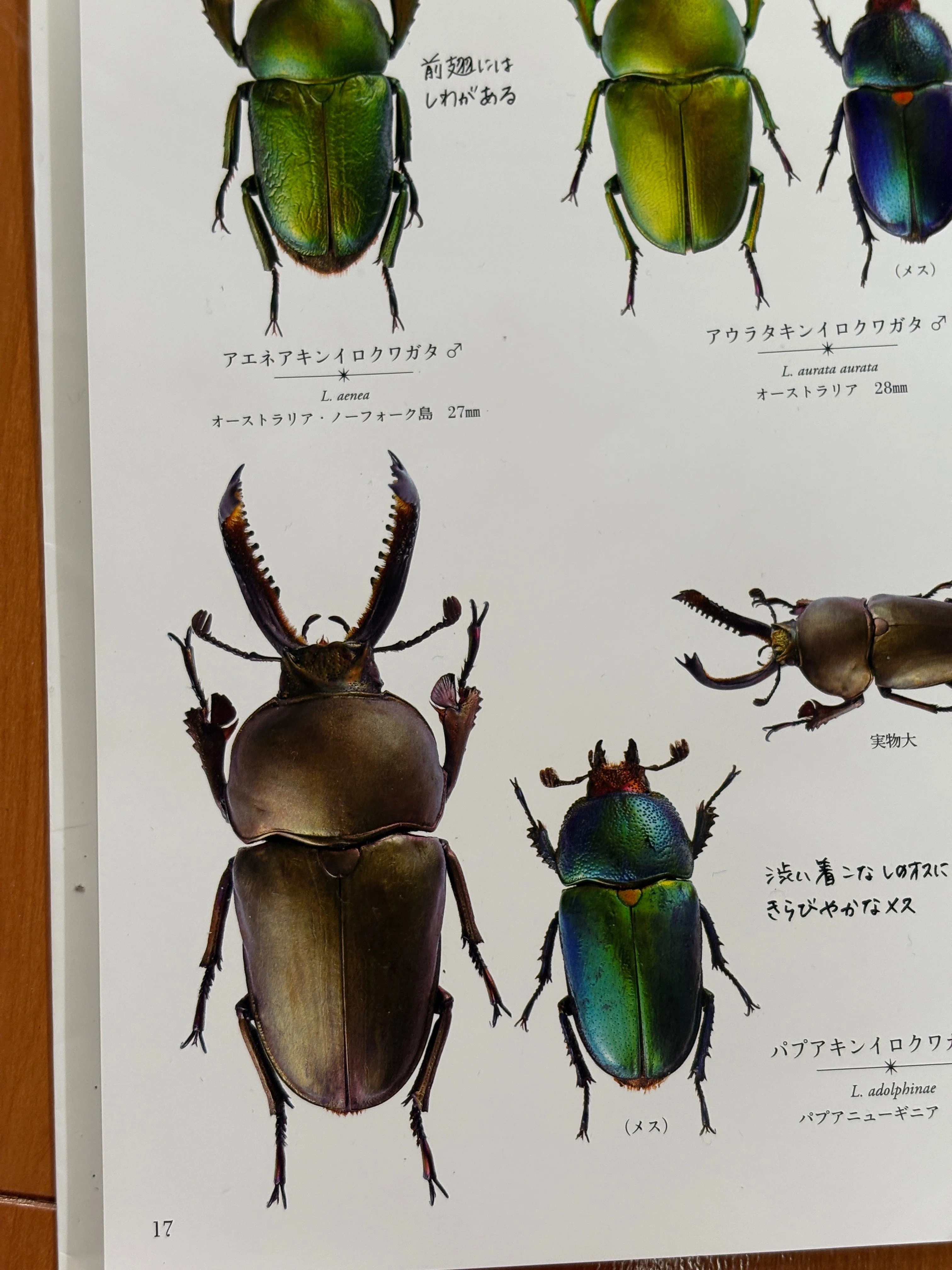 ㊿パプアキンイロクワガタ標本作り｜学生の虫屋