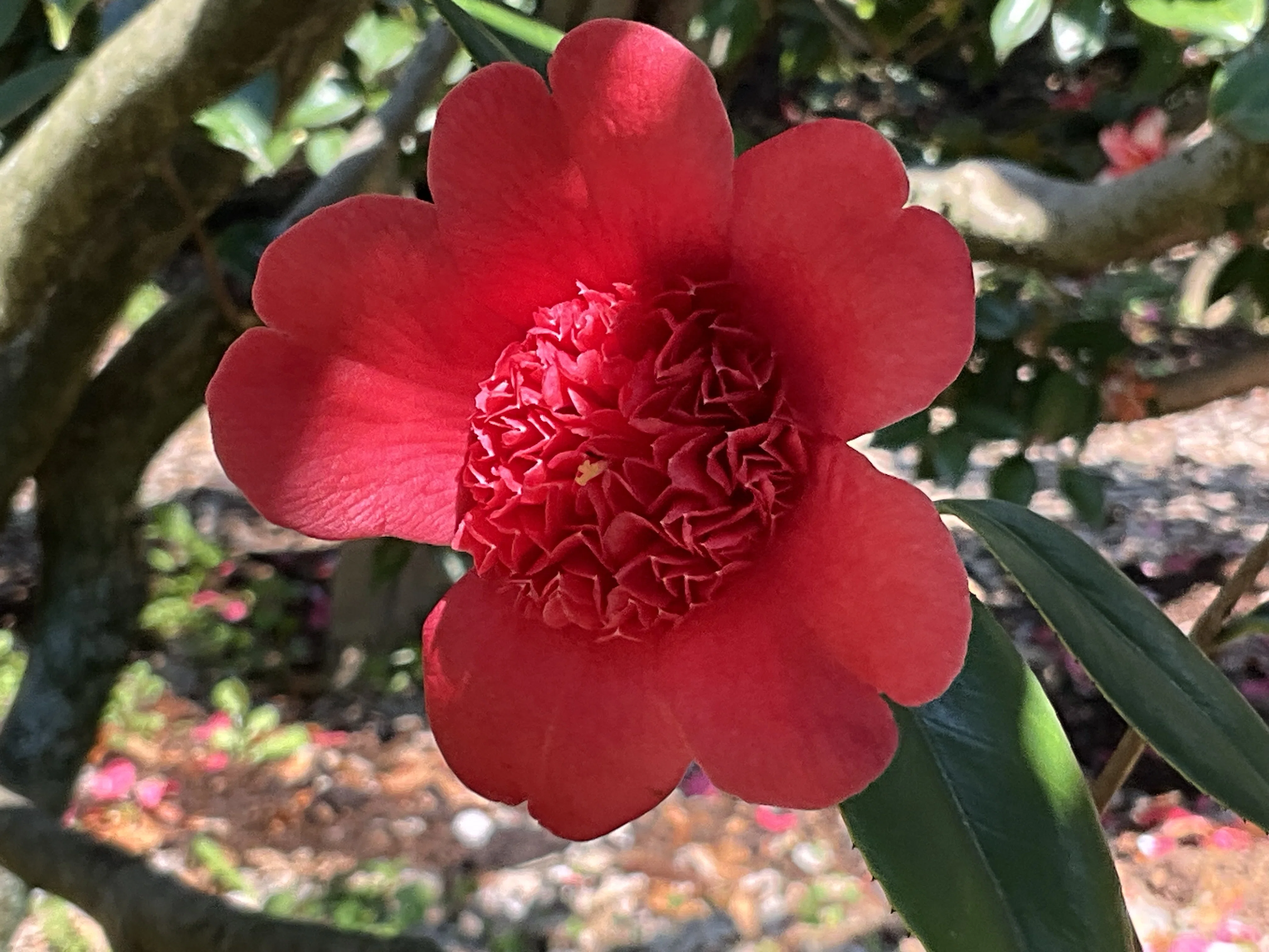 日光（京都府立植物園）：2026年4月2日（木）｜藤井秀昭（『京都居候