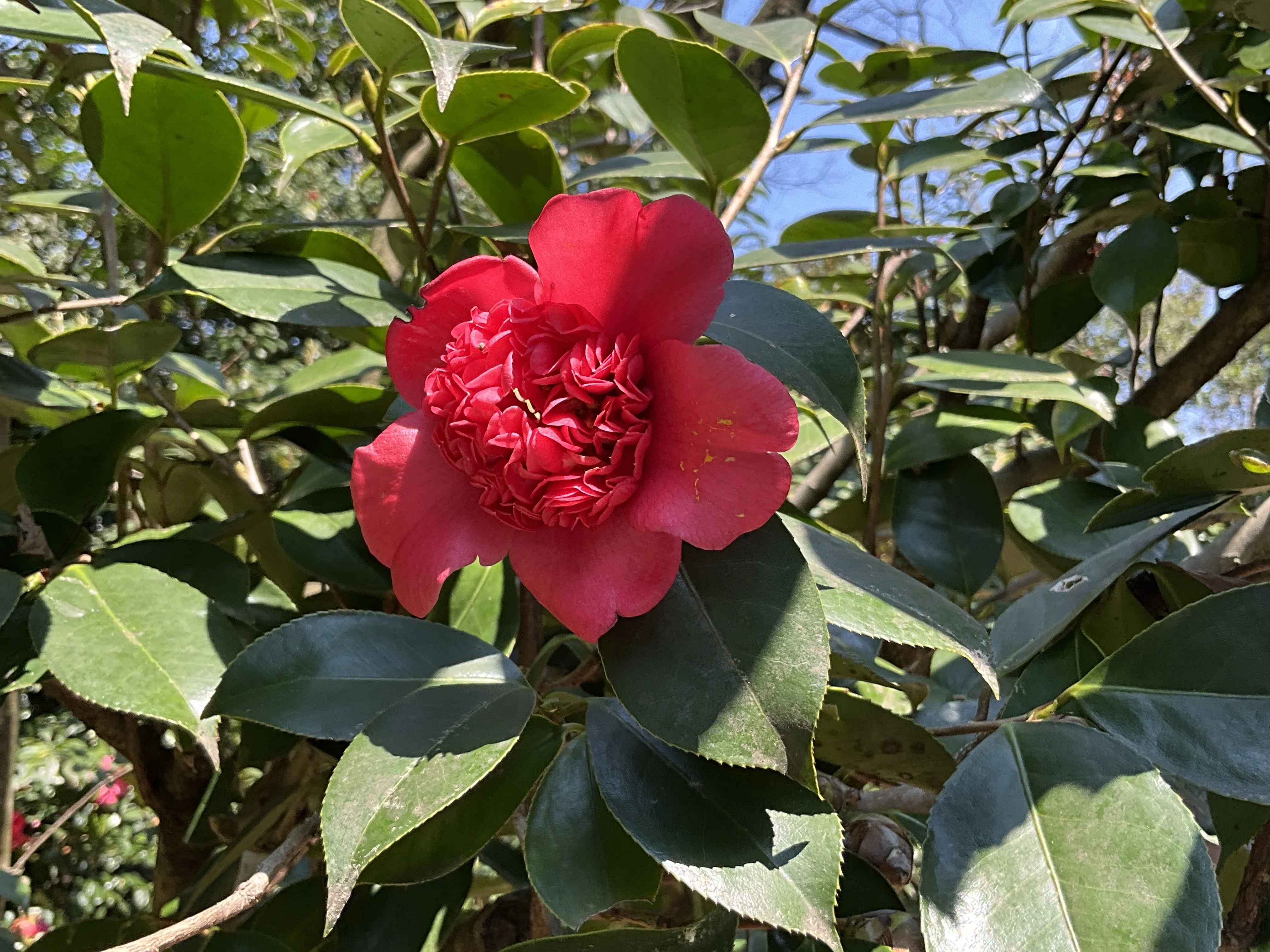 日光（京都府立植物園）：2026年4月2日（木）｜藤井秀昭（『京都居候