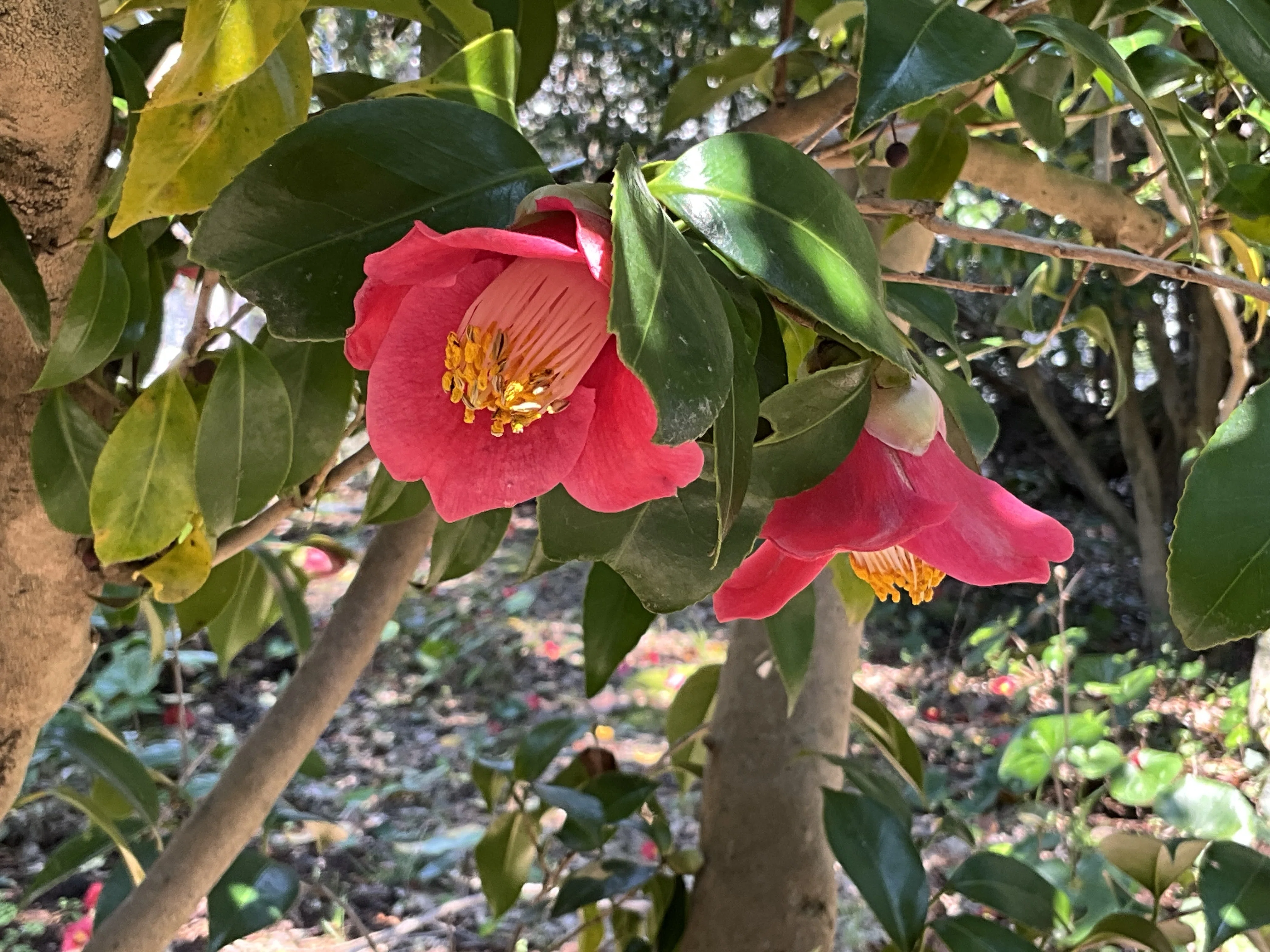 ヤドリギ　親木付き　朱色！ ヤブツバキ（京都府立植物園）：2026年4月2日（木）｜藤井秀昭（『京都