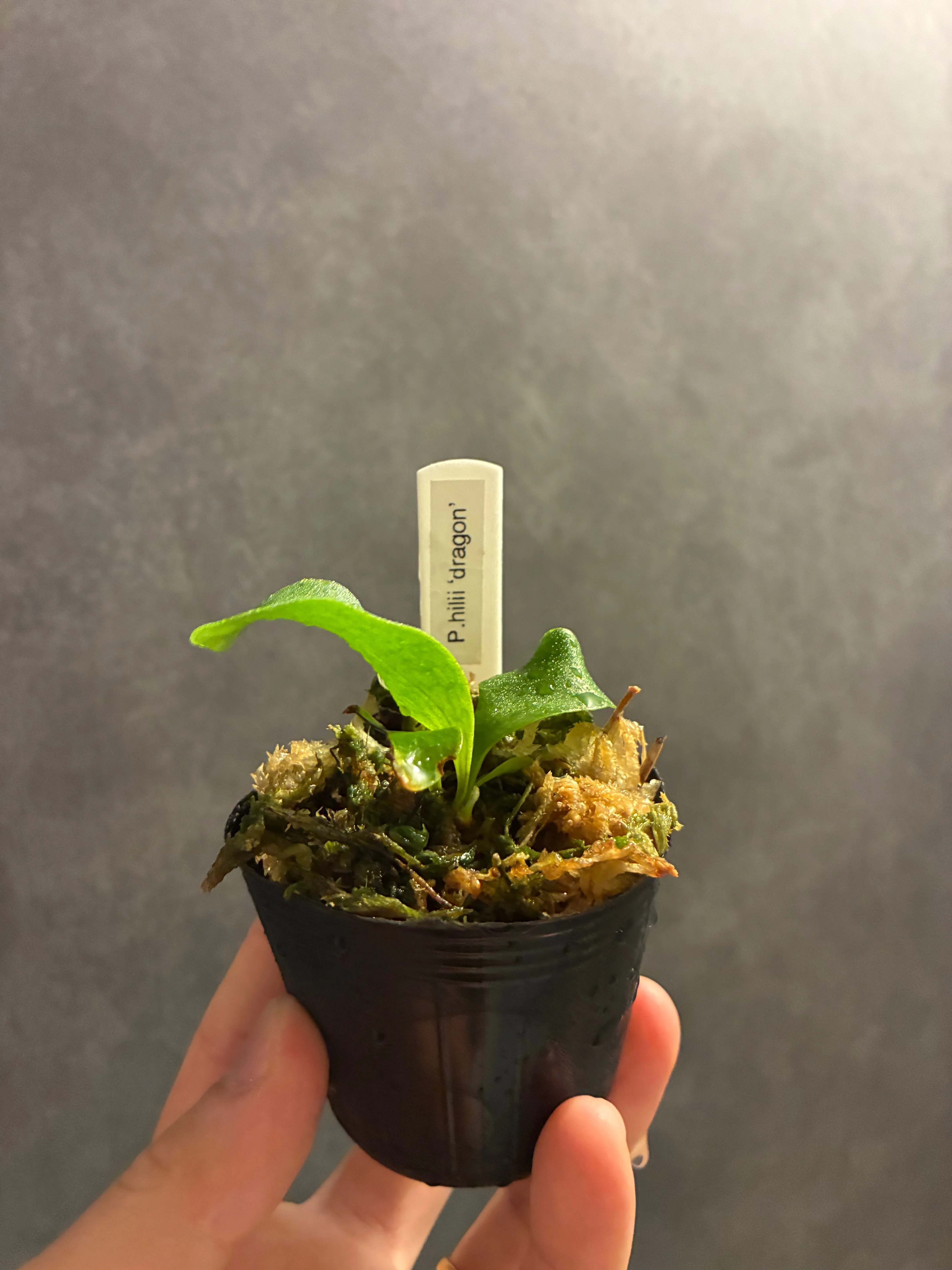 またやってしまった」増えていく観葉植物たち！｜RYPLANTS