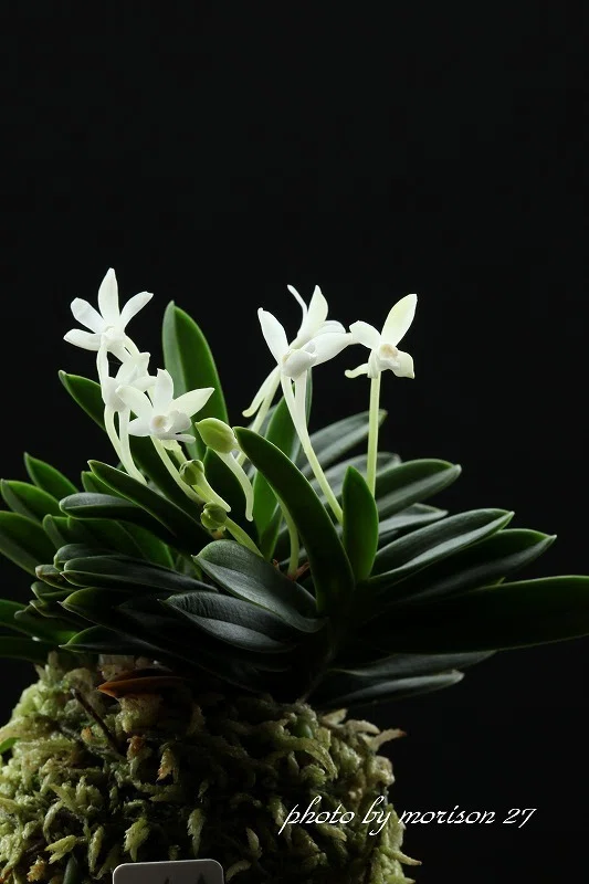 富貴蘭「玉金剛」の花（過去の画像倉庫から）｜KJ Morison