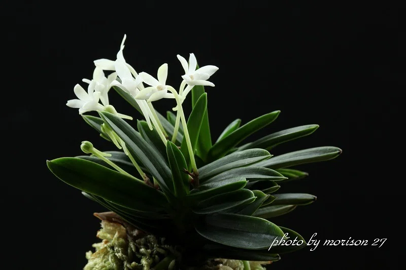 富貴蘭「玉金剛」の花（過去の画像倉庫から）｜KJ Morison