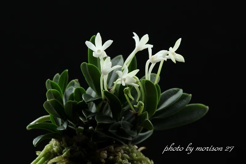 富貴蘭「玉金剛」の花（過去の画像倉庫から）｜KJ Morison