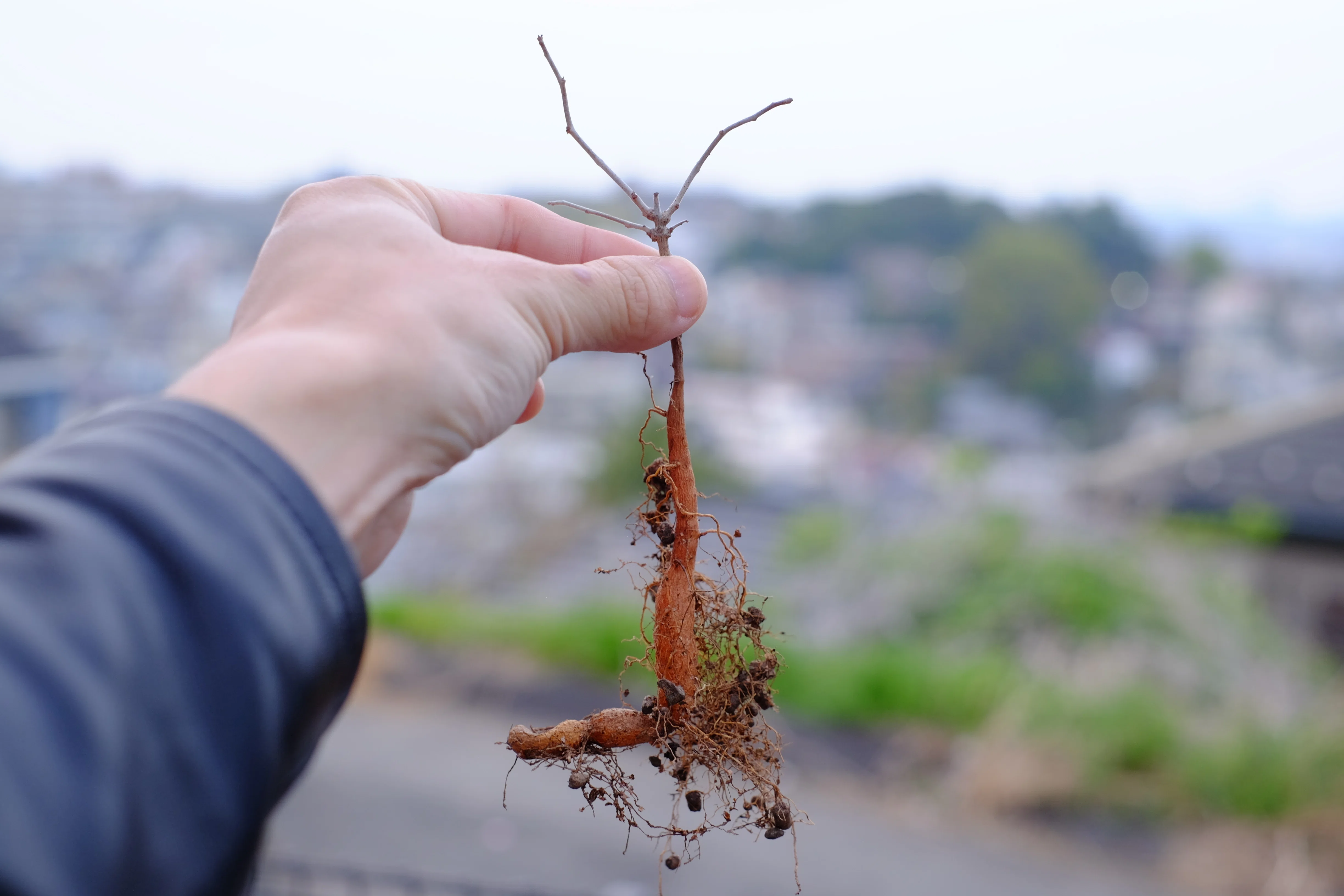 塊根がみたくて実生2年目のオペルクリア・パキプスを植え替えてみまし